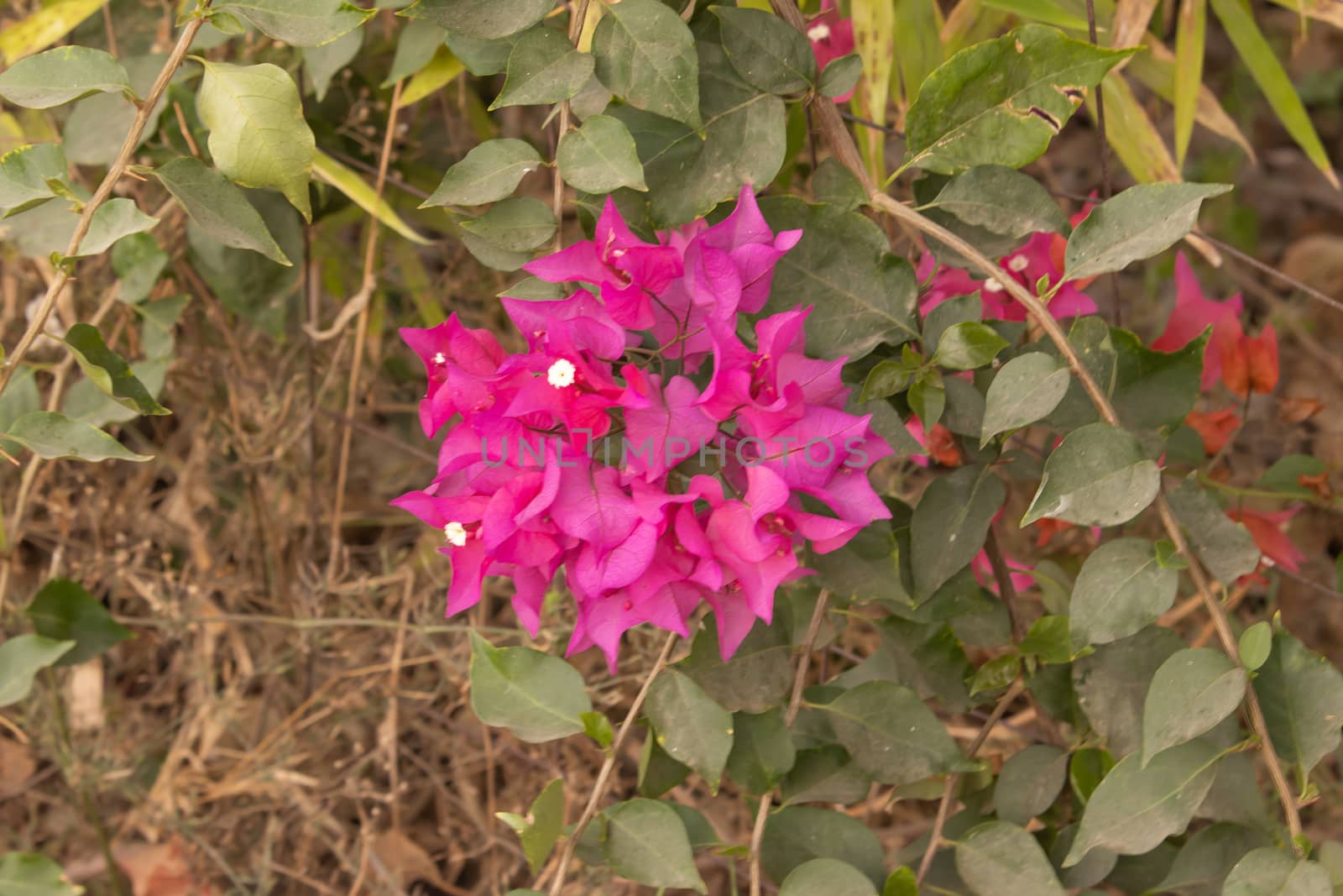 Bougainvillea's pink flowers bloom on trees in spring by 9500102400
