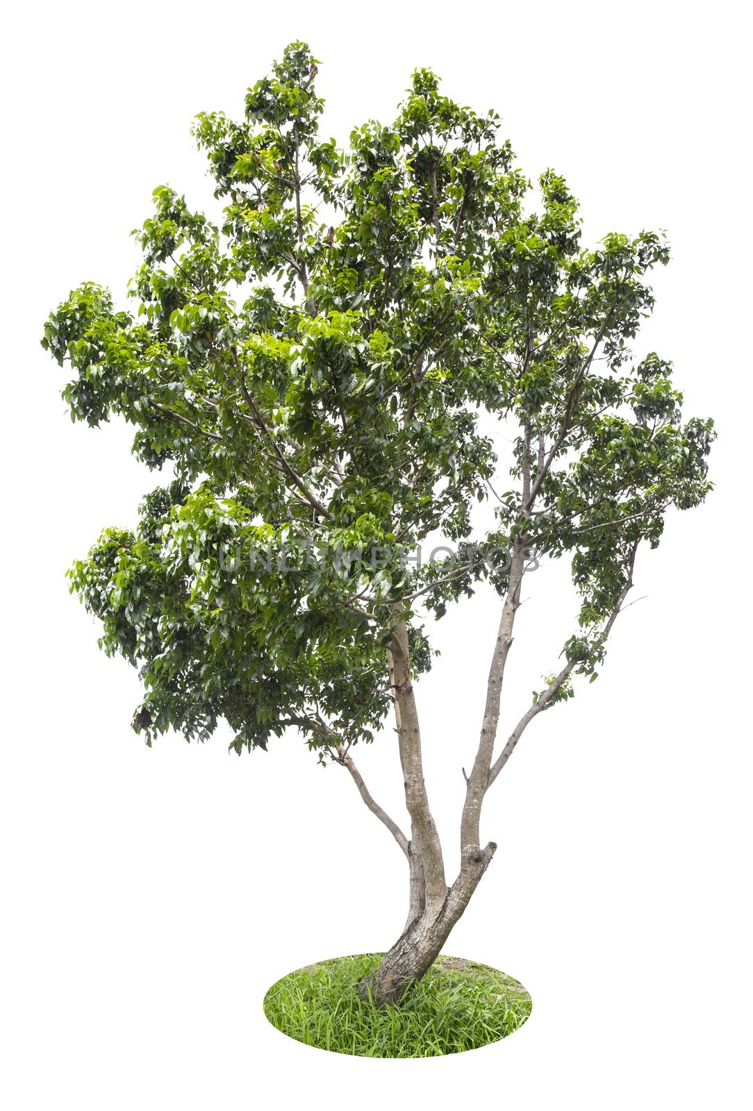 Beautiful green tree isolated on white background.