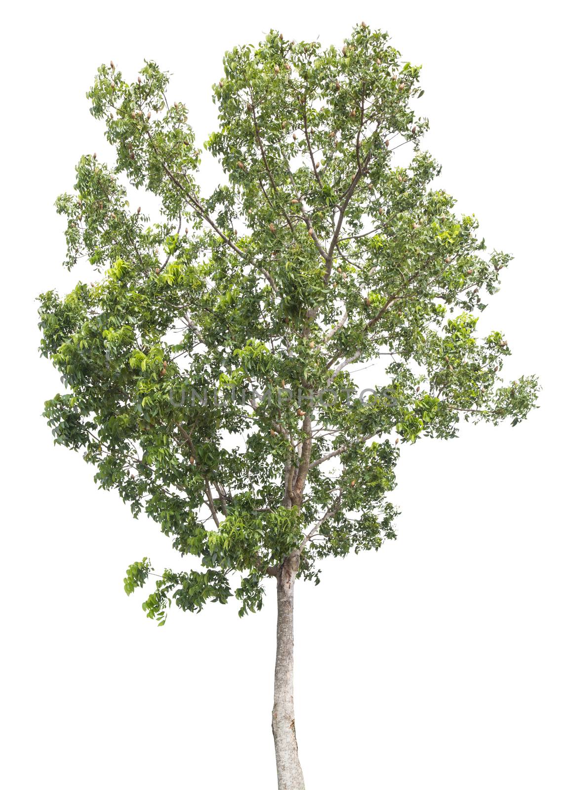 Beautiful green tree isolated on white background.