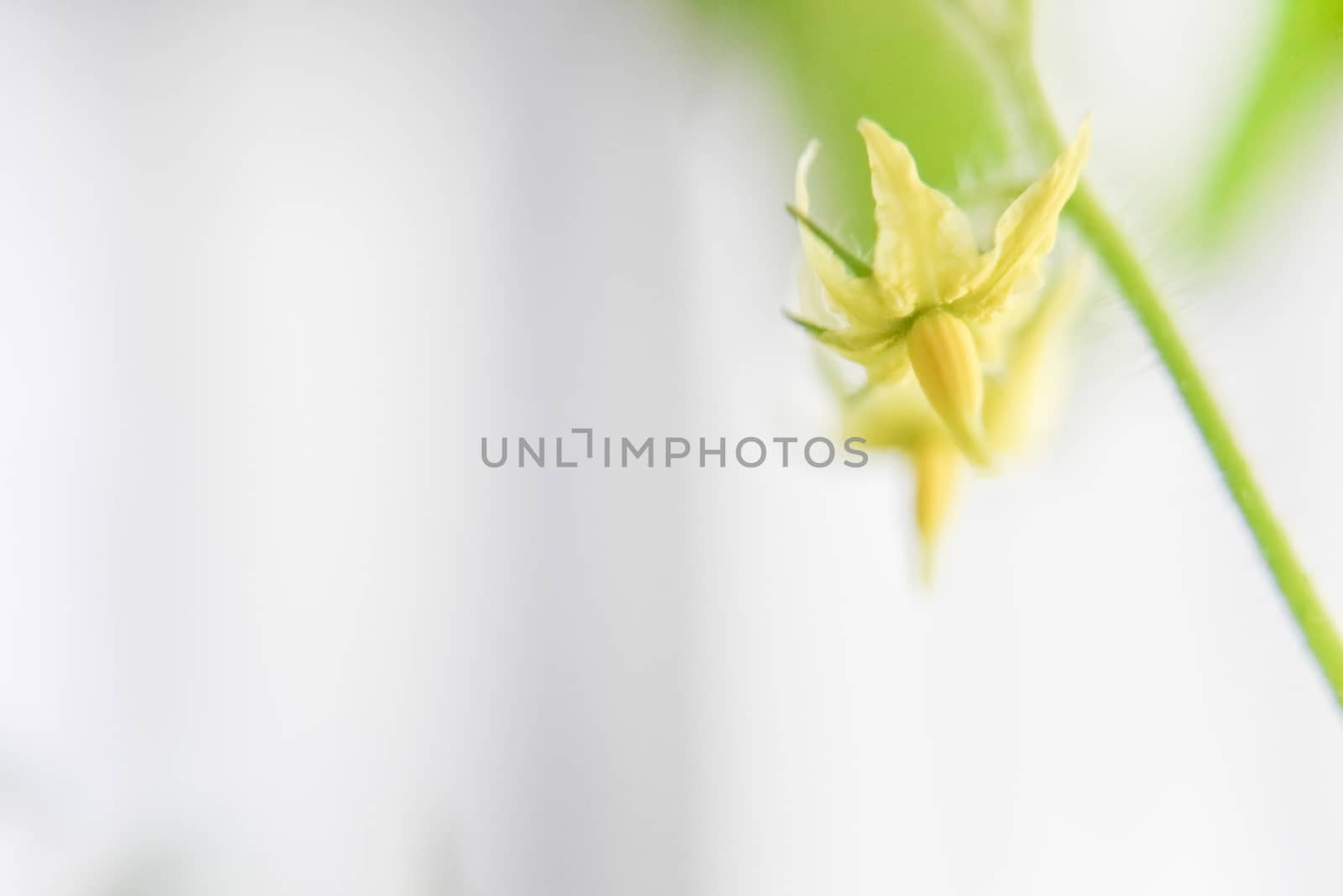 blurry focus on yellow tomato flower. spring concept