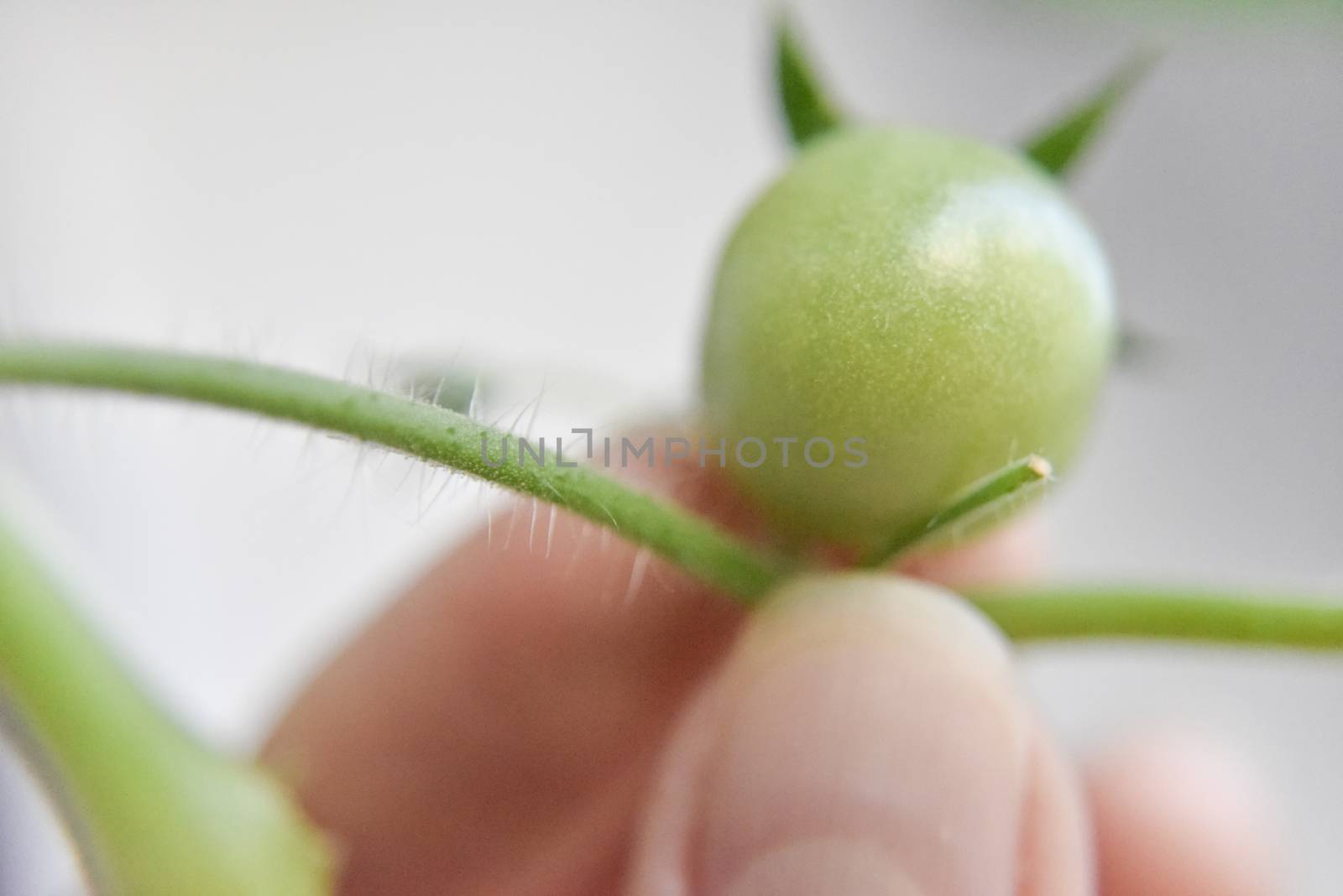 close-up look at the green tomato on the branch selective focus. plants and gardening concept