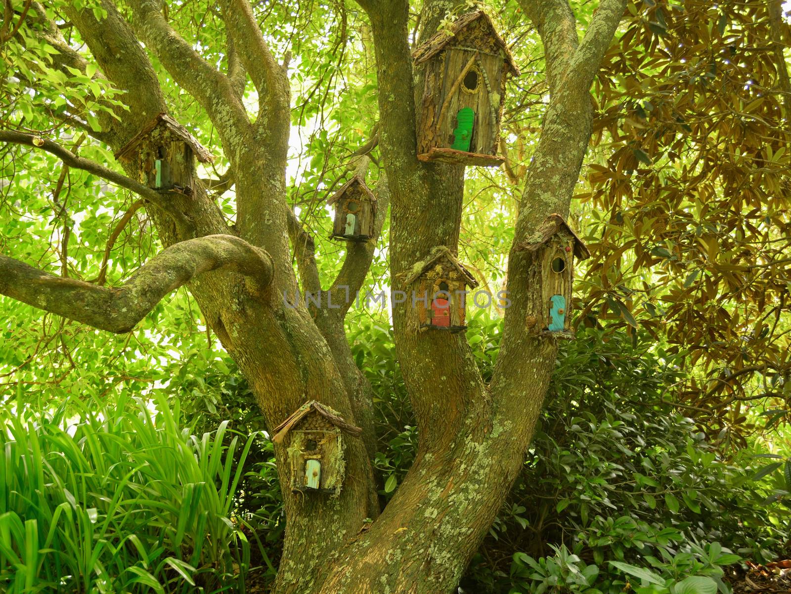 An old tree, bird houses, forest or park, green scene.