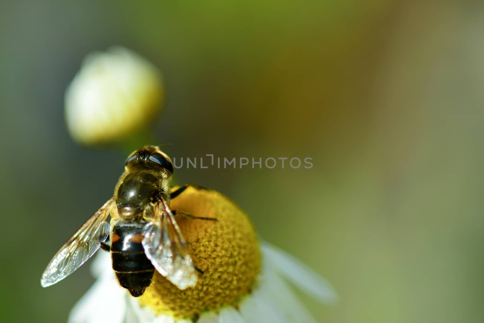 Macro of a Hoverfly. Hoverflies, also called flower flies or syrphid flies, make up the insect family Syrphidae. by Marshalkina