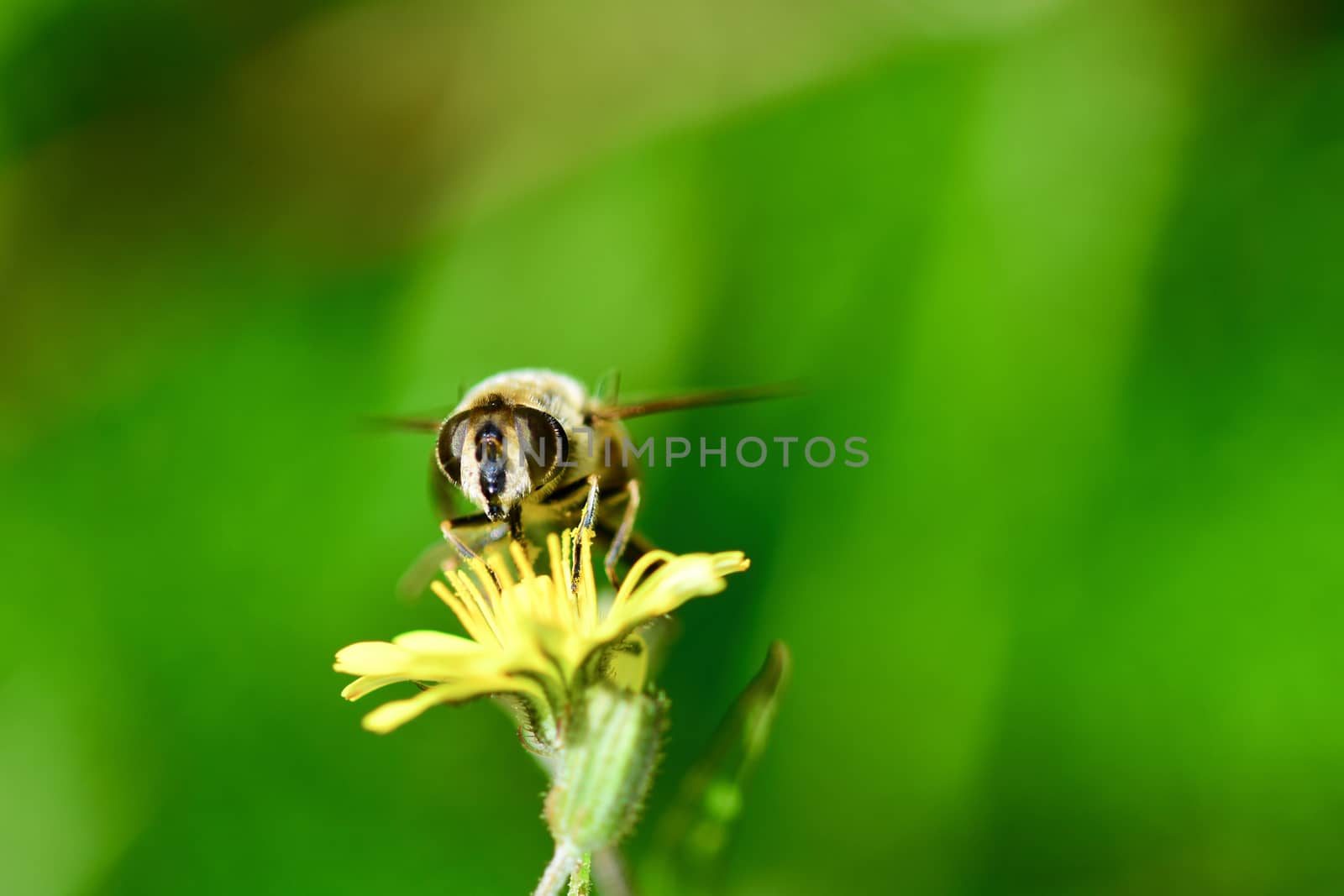 Macro of a Hoverfly. Hoverflies, also called flower flies or syrphid flies, make up the insect family Syrphidae. by Marshalkina