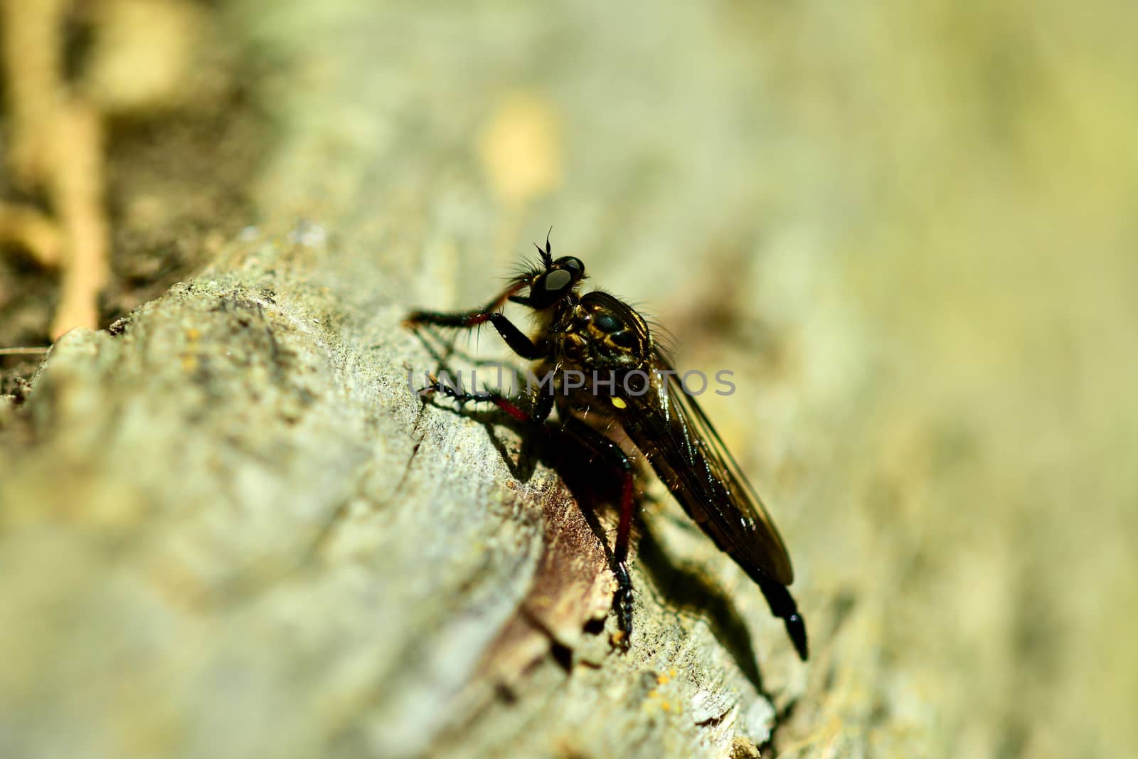 The name "robber flies" reflects their notoriously aggressive predatory habits; they feed mainly or exclusively on other insects and as a rule they wait in ambush and catch their prey in flight obtaining sufficient nourishment.