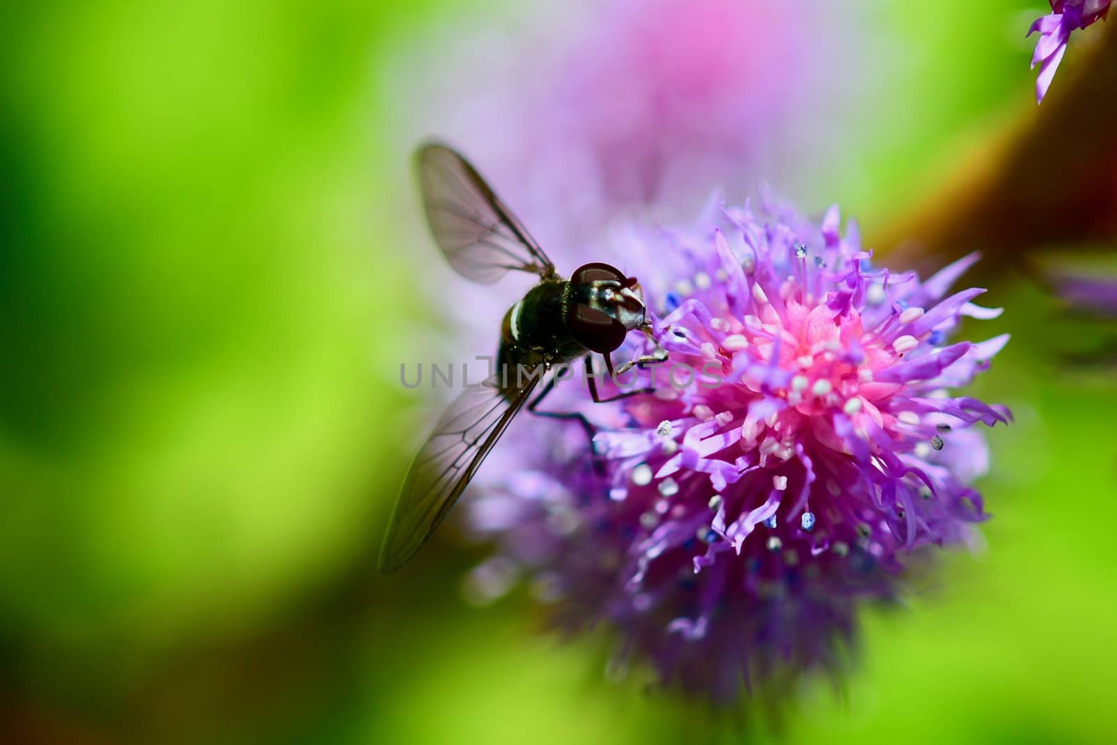 Hoverfly - a fly which frequently hovers motionless in the air and feeds on the nectar of flowers.