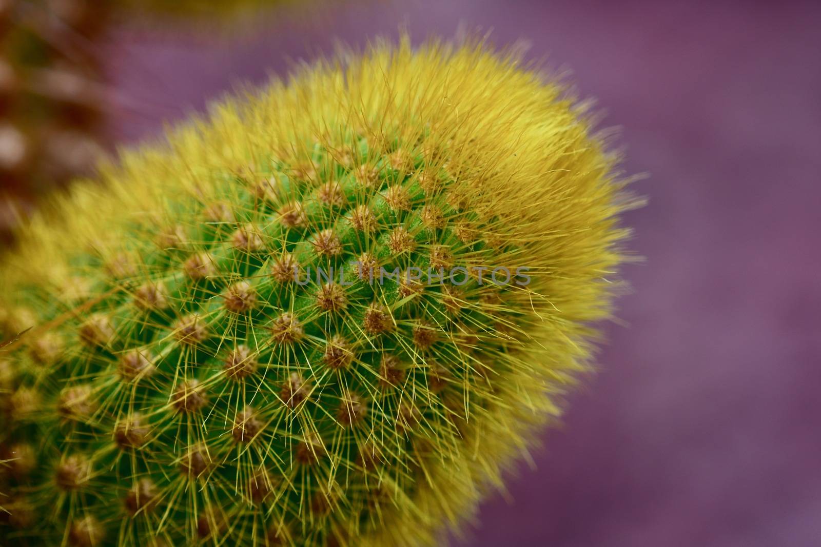 A close-up photo of a cactus plant (Cactaceae family). Selective focus, fine details of the leafless, spiny stem. by Marshalkina