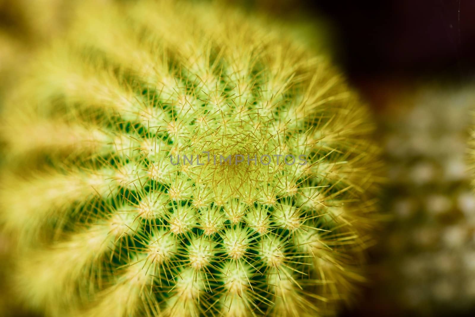 Cacti produce spines, always from areoles, which are structures unique to cacti. Areoles typically appear as woolly or hairy areas on the stems from which spines emerge.