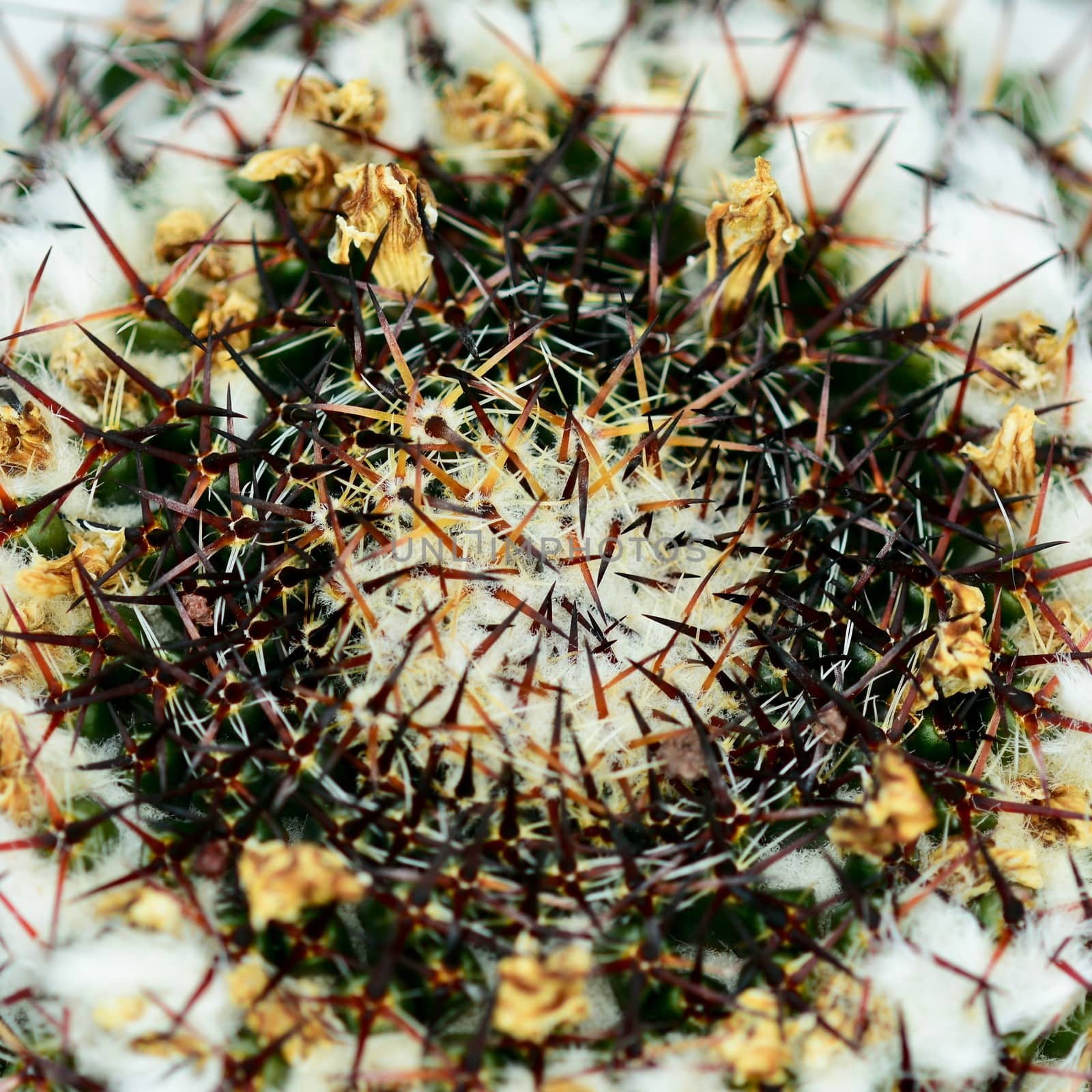 Cacti produce spines, always from areoles, which are structures unique to cacti. Areoles typically appear as woolly or hairy areas on the stems from which spines emerge.