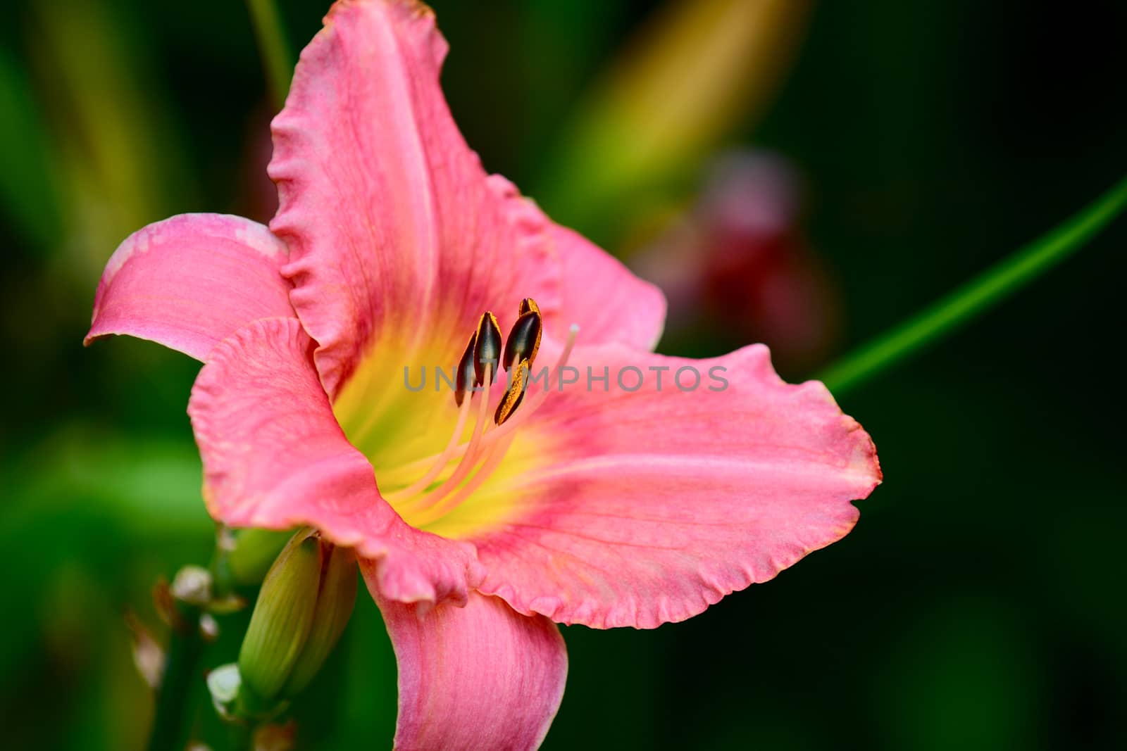 Close up photo of a daylily flower (Asphodelaceae family). Shallow depth of field, selective focus. by Marshalkina