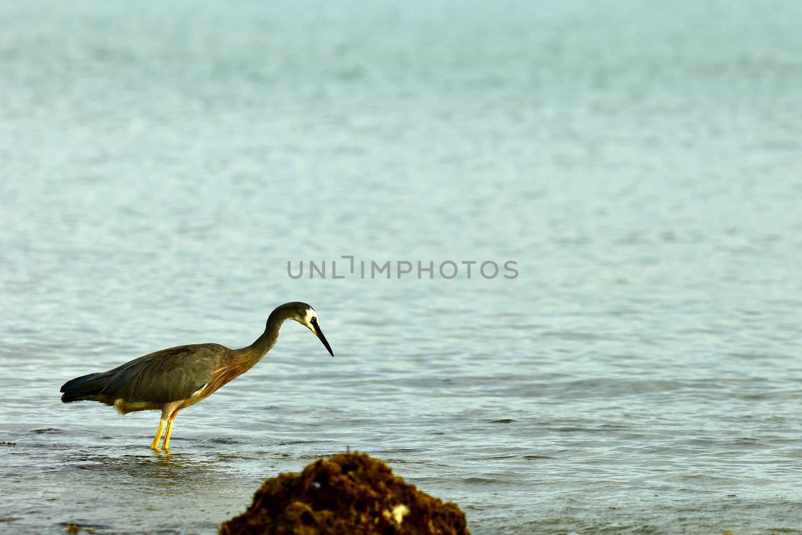 White-faced heron, or white-fronted heron (Egretta novaehollandiae) in a field. Adult in breeding plumage. by Marshalkina