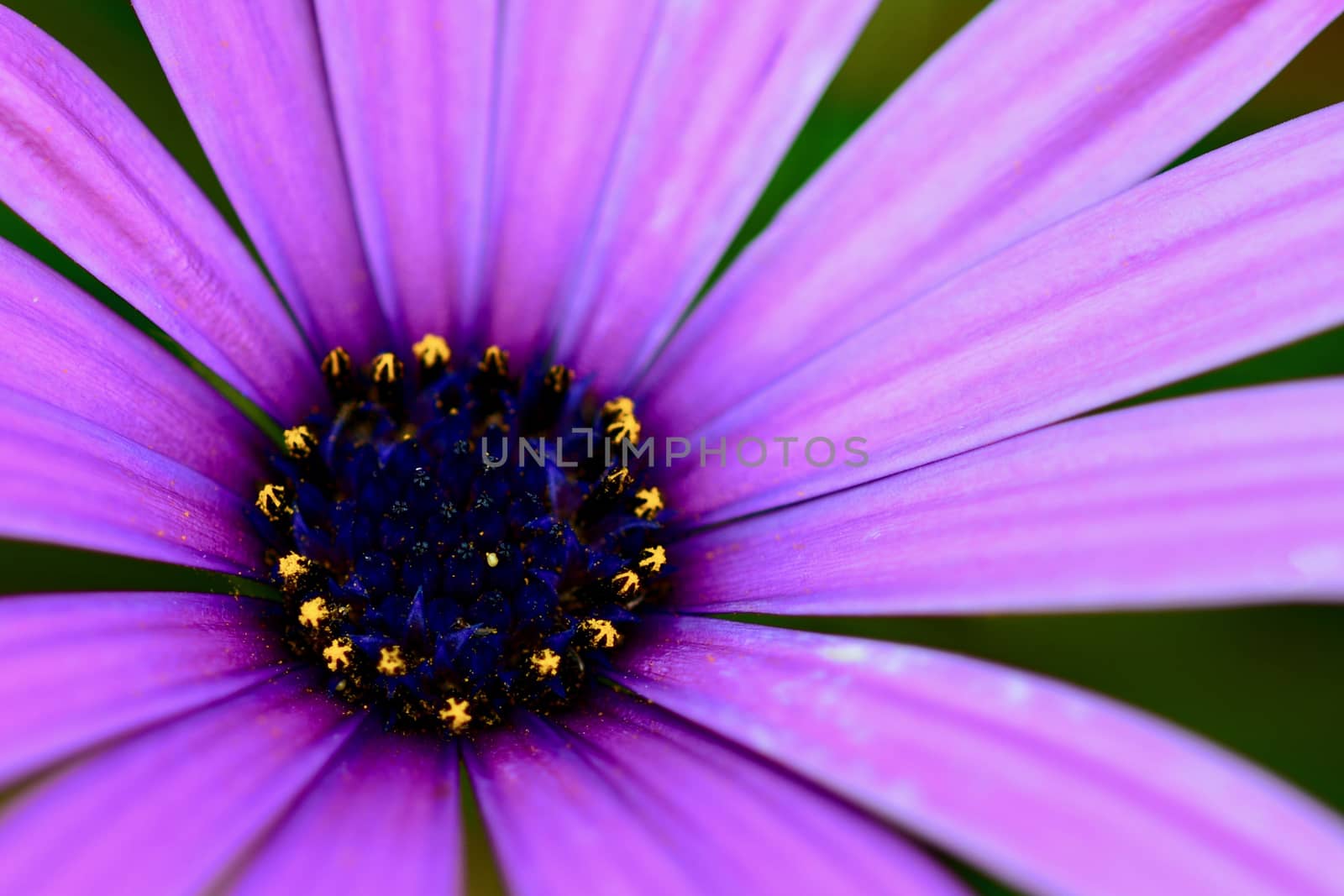 A close-up photo of a beautiful African daisy, or South African daisy, or Cape daisy, or blue-eyed daisy. These flowers are also known as Osteospermum. by Marshalkina