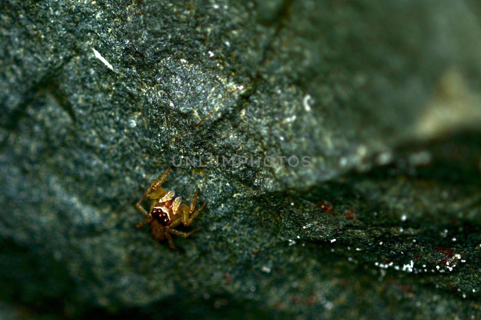 Macro of a tiny jumping spider (Salticidae family) hiding on a dark rock. by Marshalkina