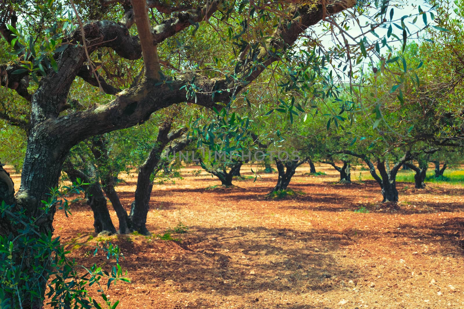Olive trees Olea europaea in Crete, Greece for olive oil production by dimol
