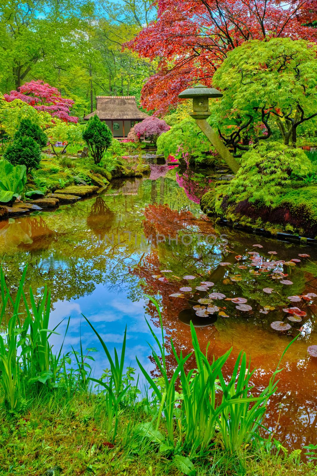 Little Japanese garden after rain, Park Clingendael, The Hague, Netherlands