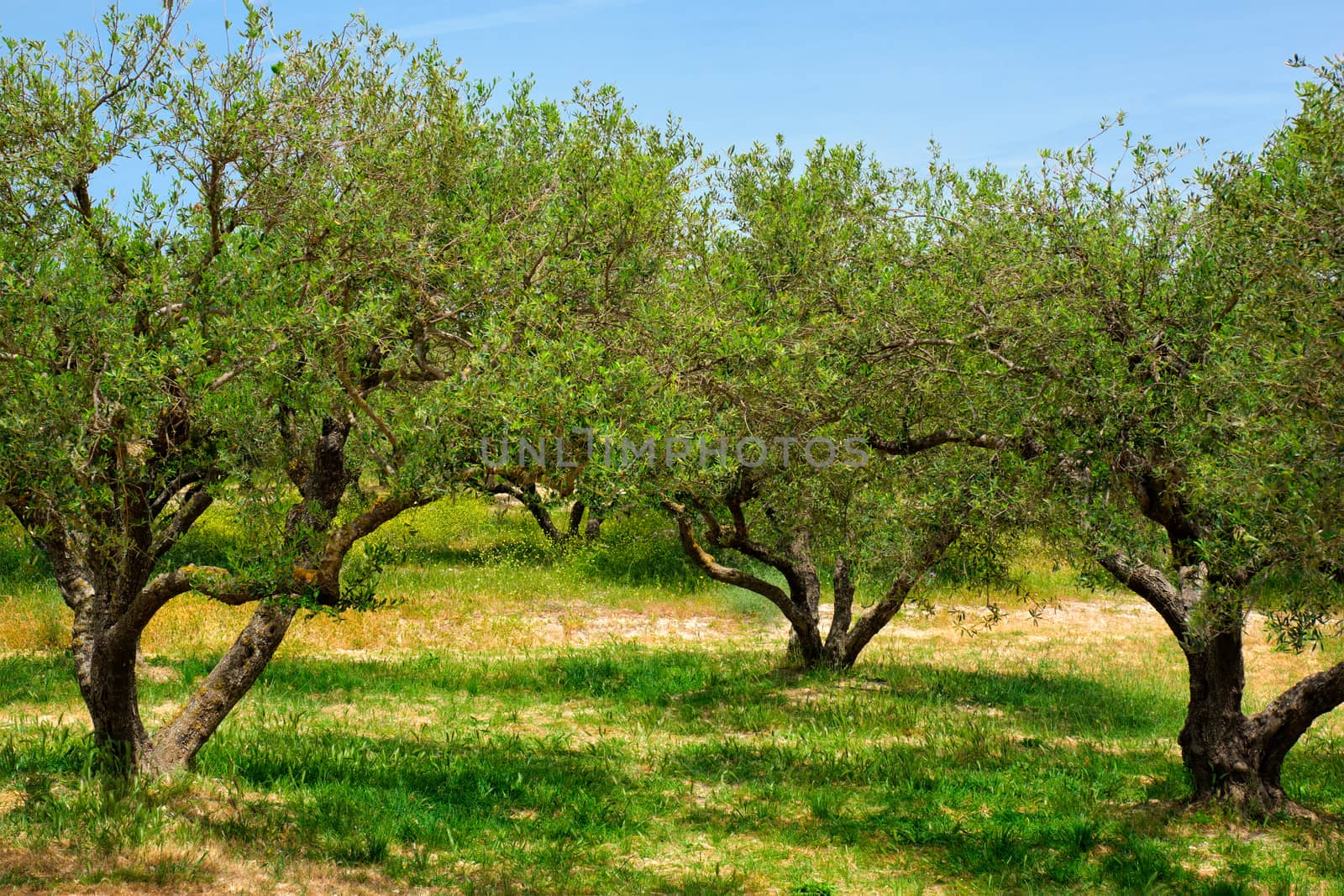 Olive trees (Olea europaea) grove in Crete, Greece for olive oil production. Horizontal camera pan