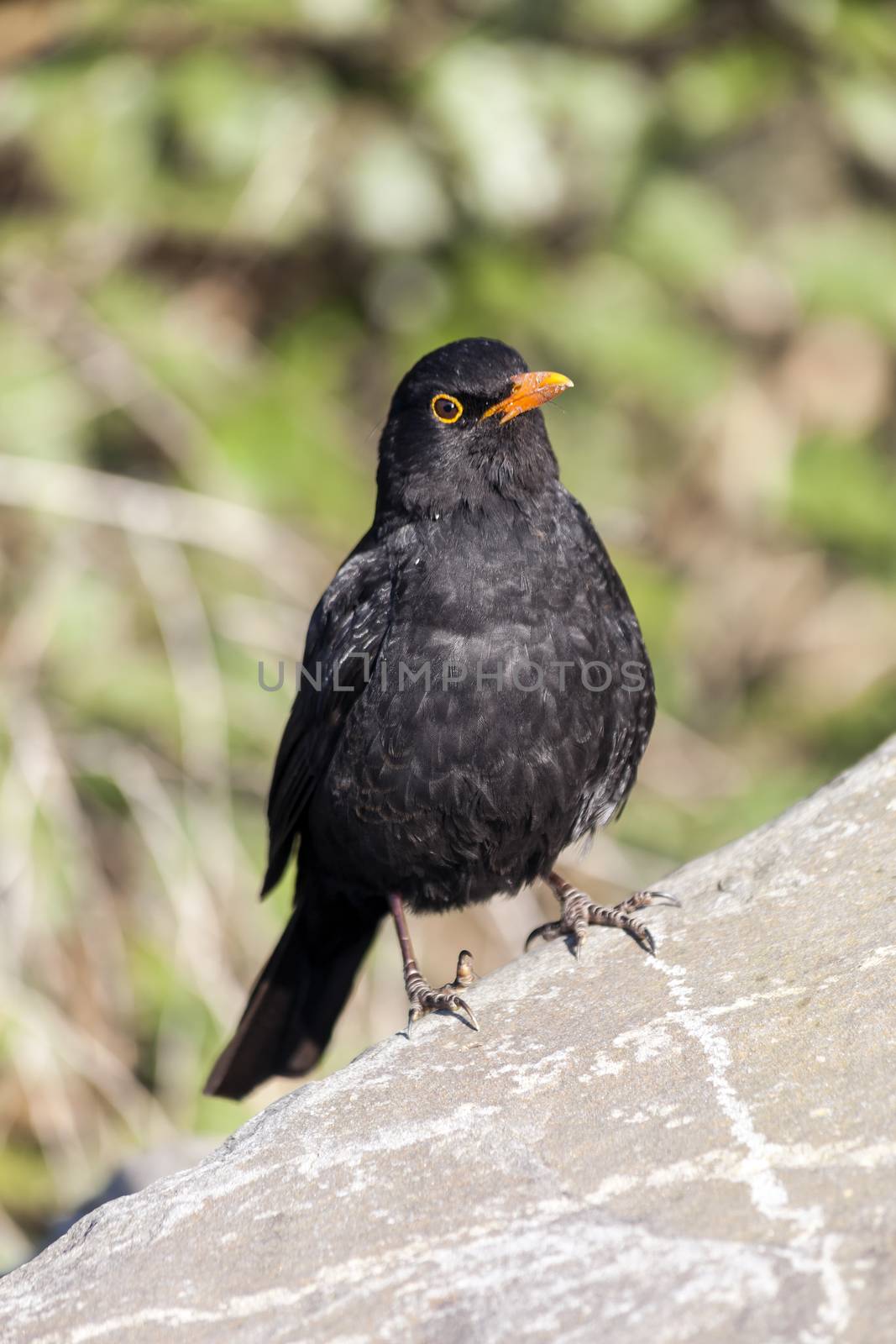 Blackbird (Turdus merula) songbird bird perched on a rock a comm by ant