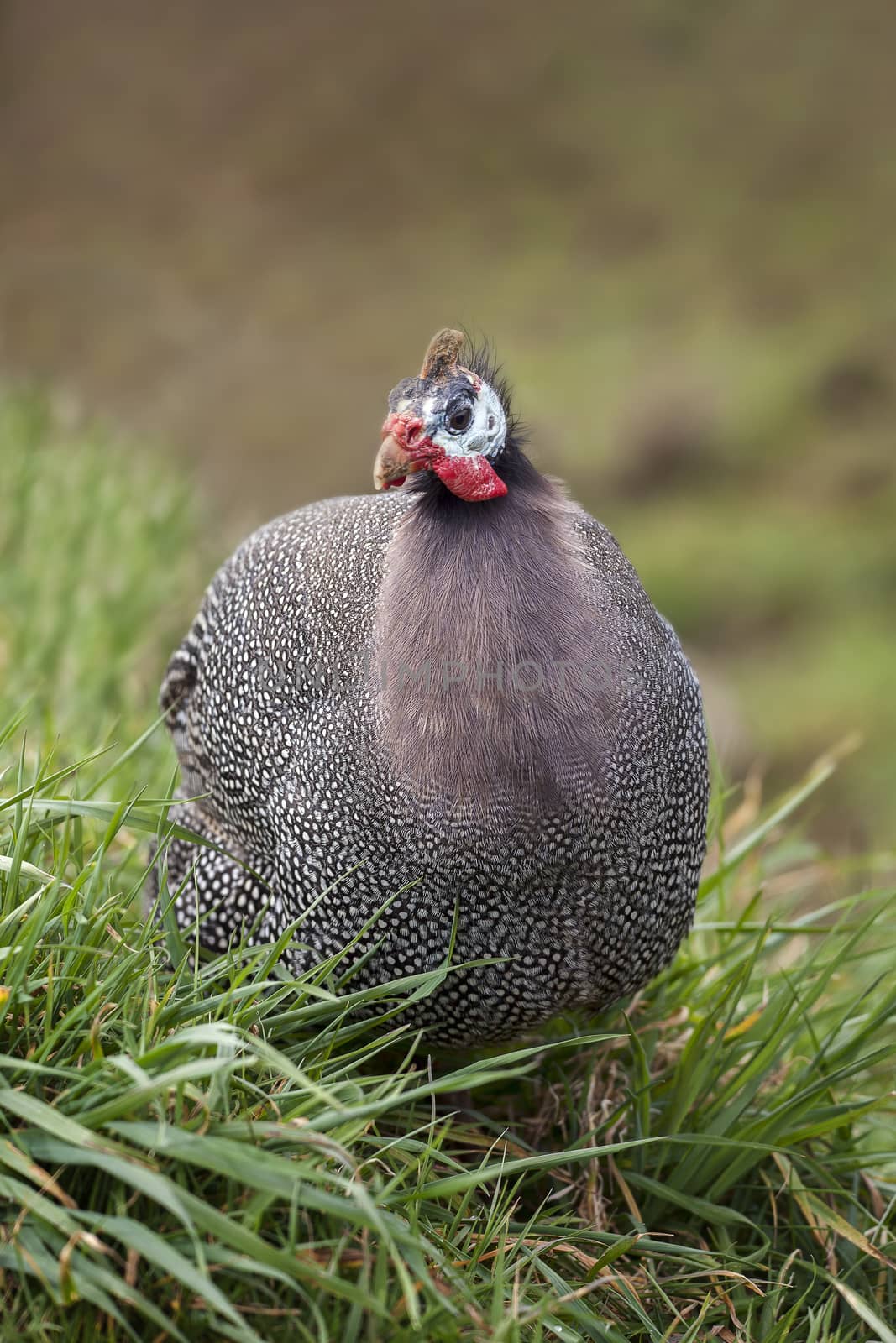 Guinea fowl game bird portrait by ant