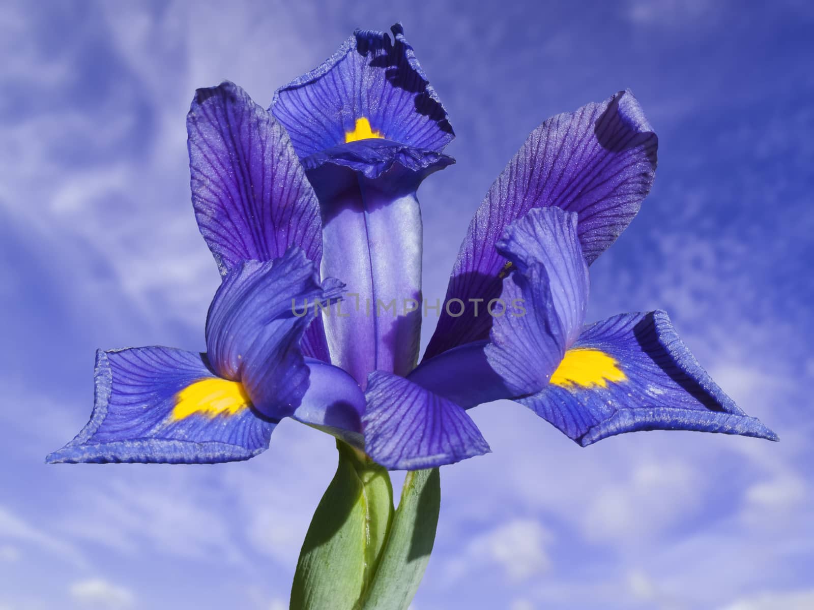 Iris reticulata  by ant