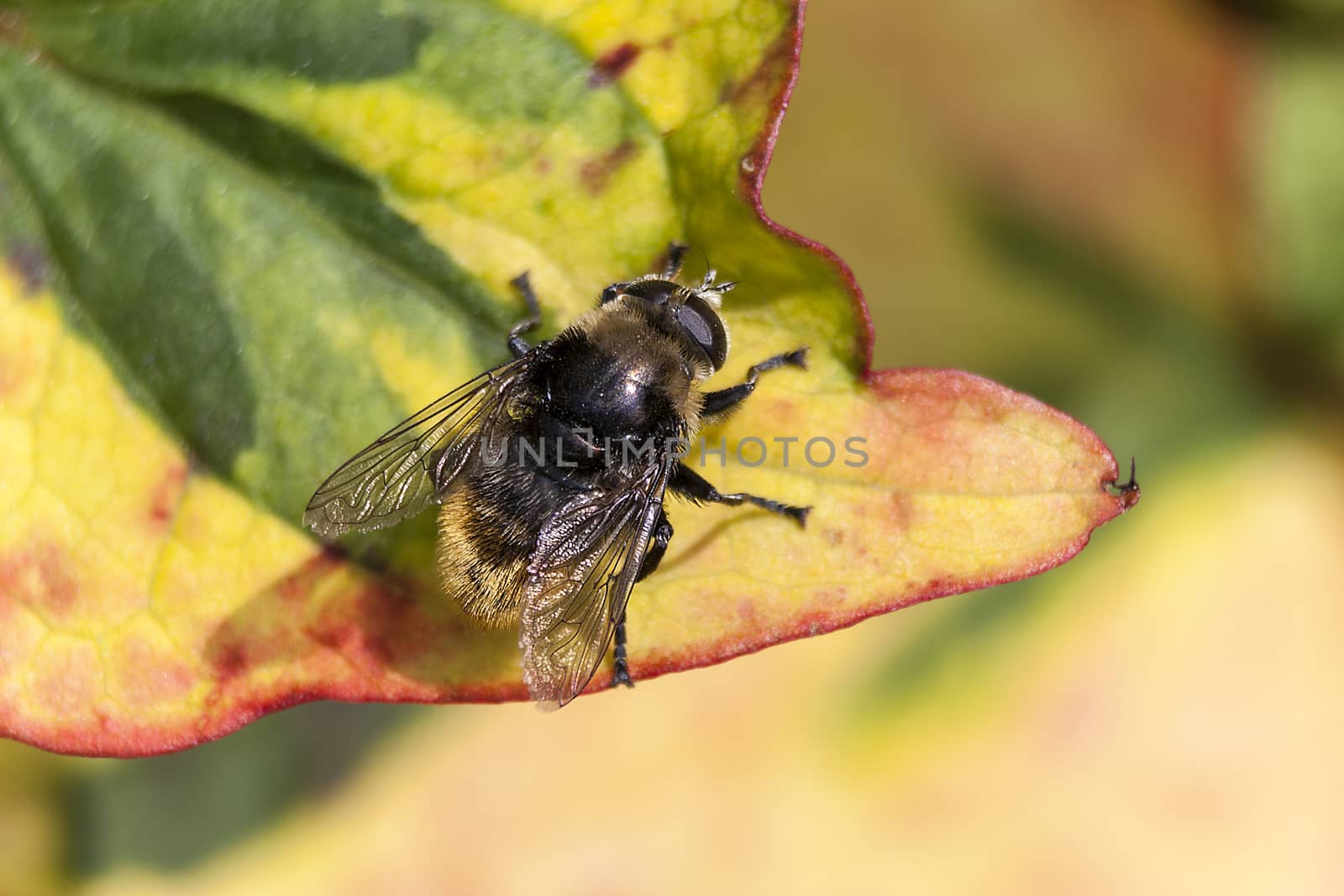 Bee insect on a Harlequin flower leaf by ant