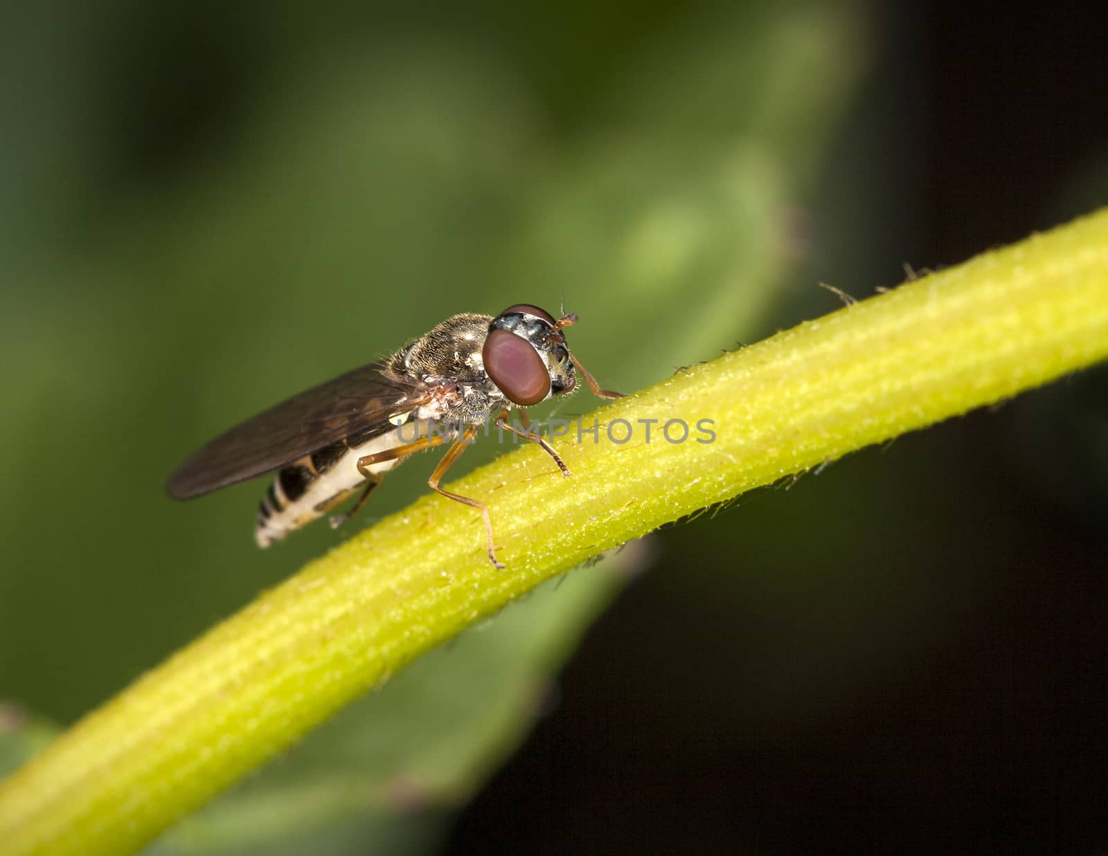 Hoverfly insect on a stem of a plant flower