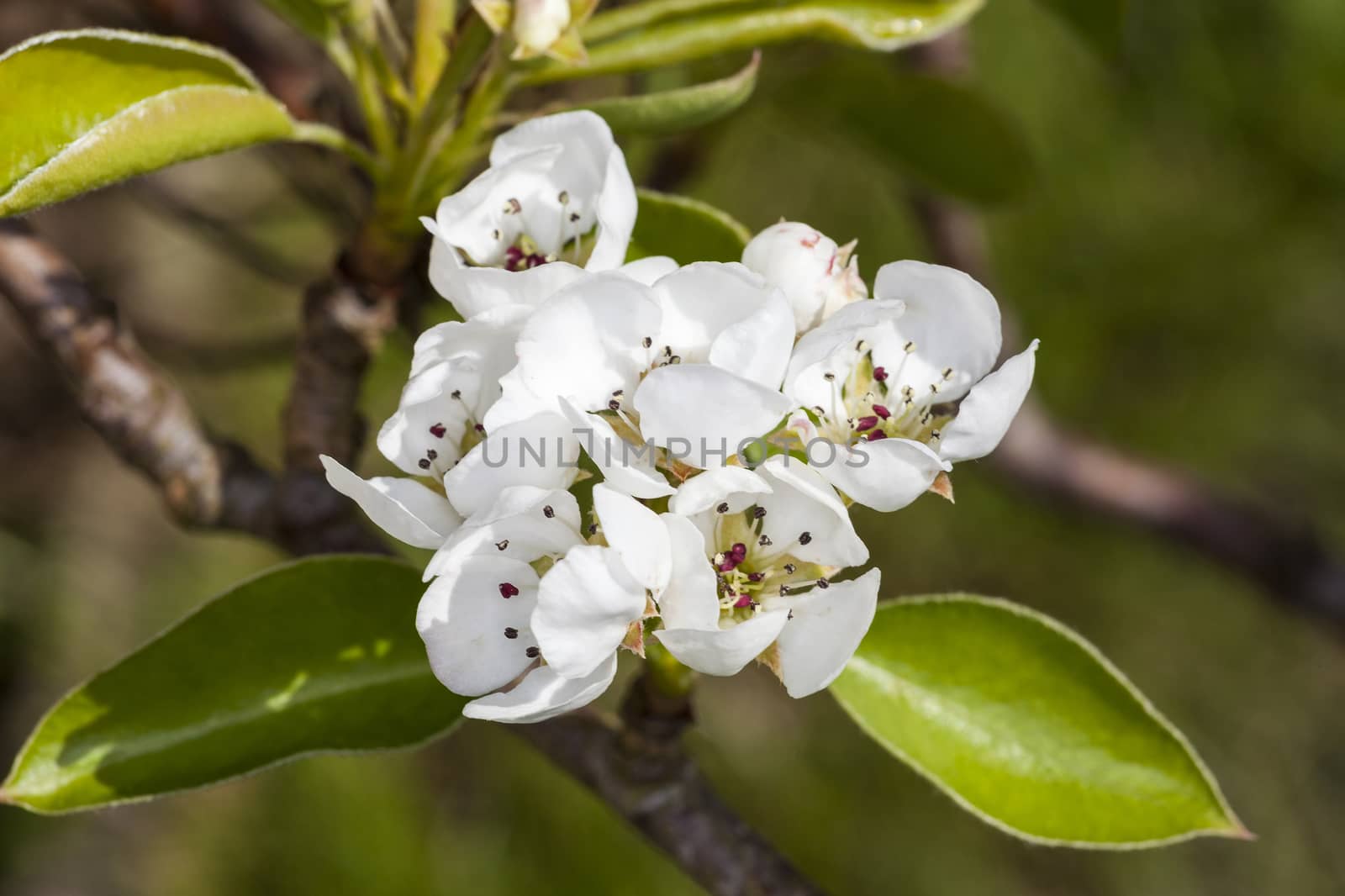 White spring apple blossom flowers in bloom during springtime