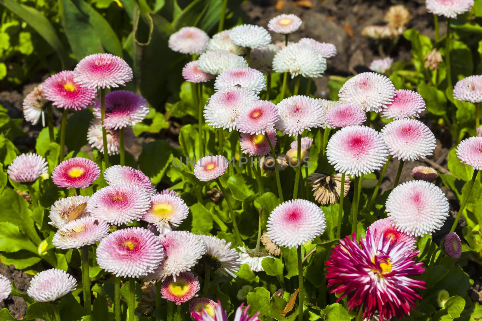 Pink Bellis perennis a common pompom type daisy herbaceous peren by ant