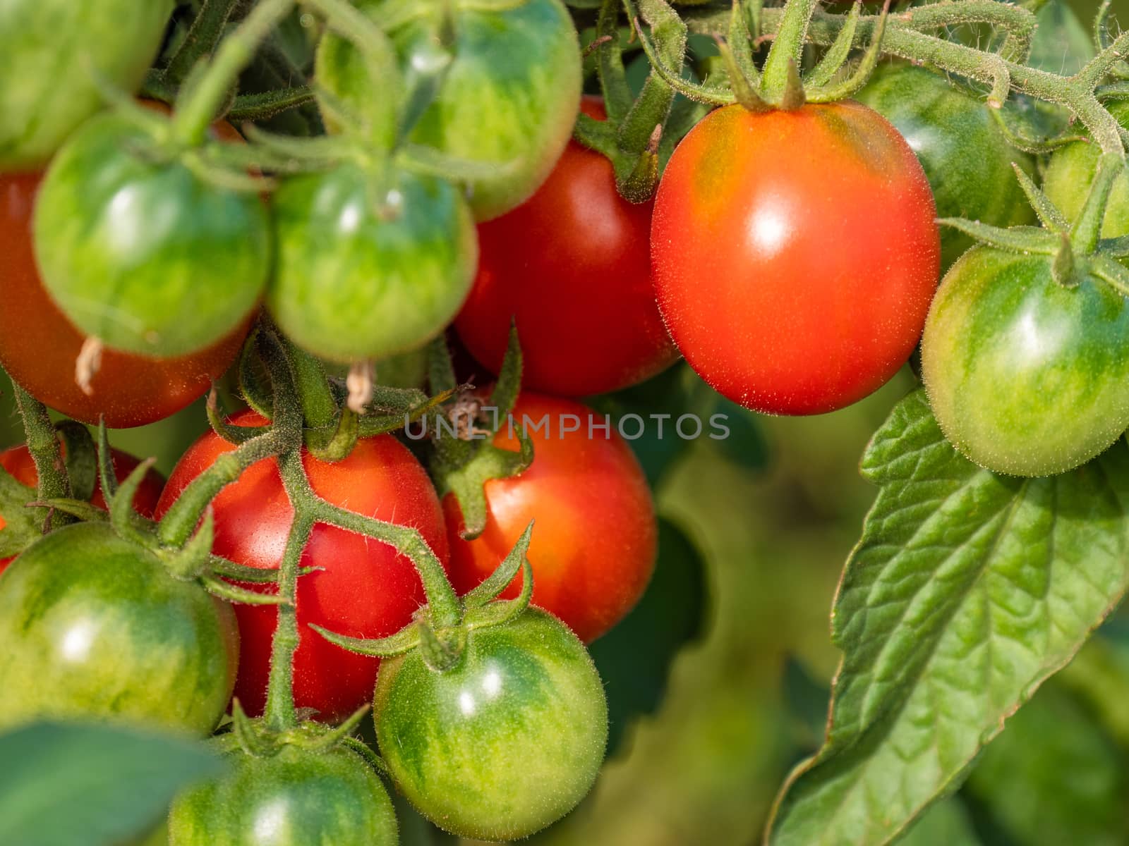 Homegrown cherry tomatoes in garden by Sid10