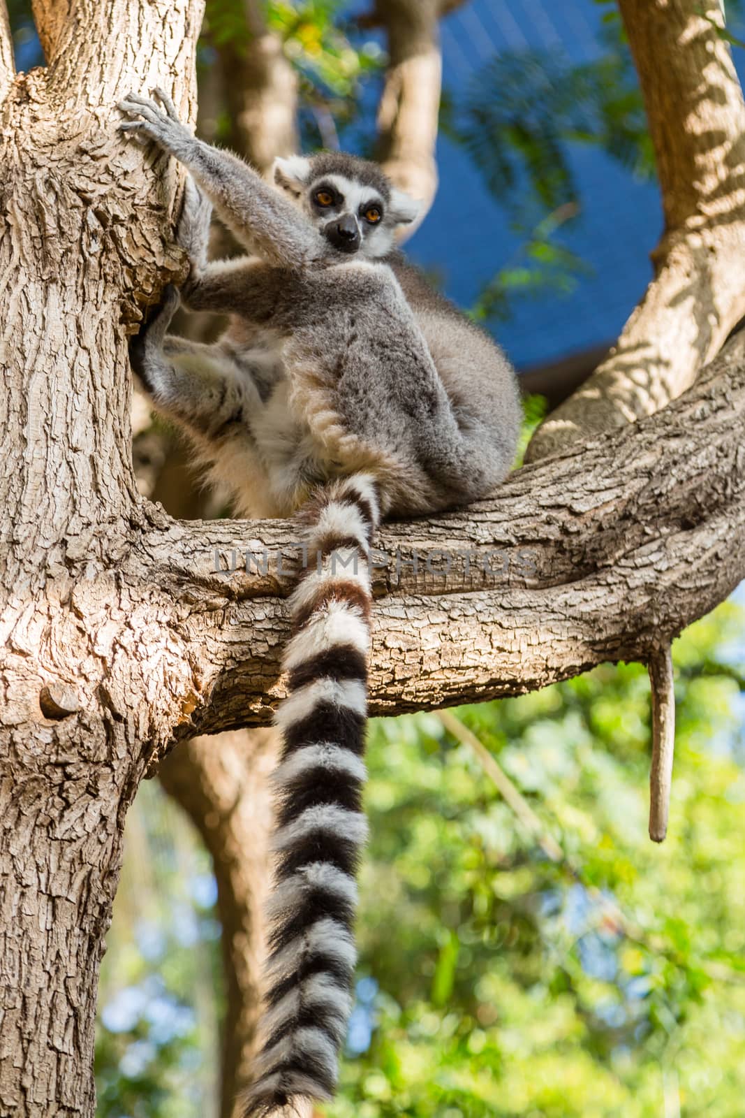 Lemur sits on a branch and looks around. Close up of a ring-tailed lemur. Ring-tailed lemur catta.