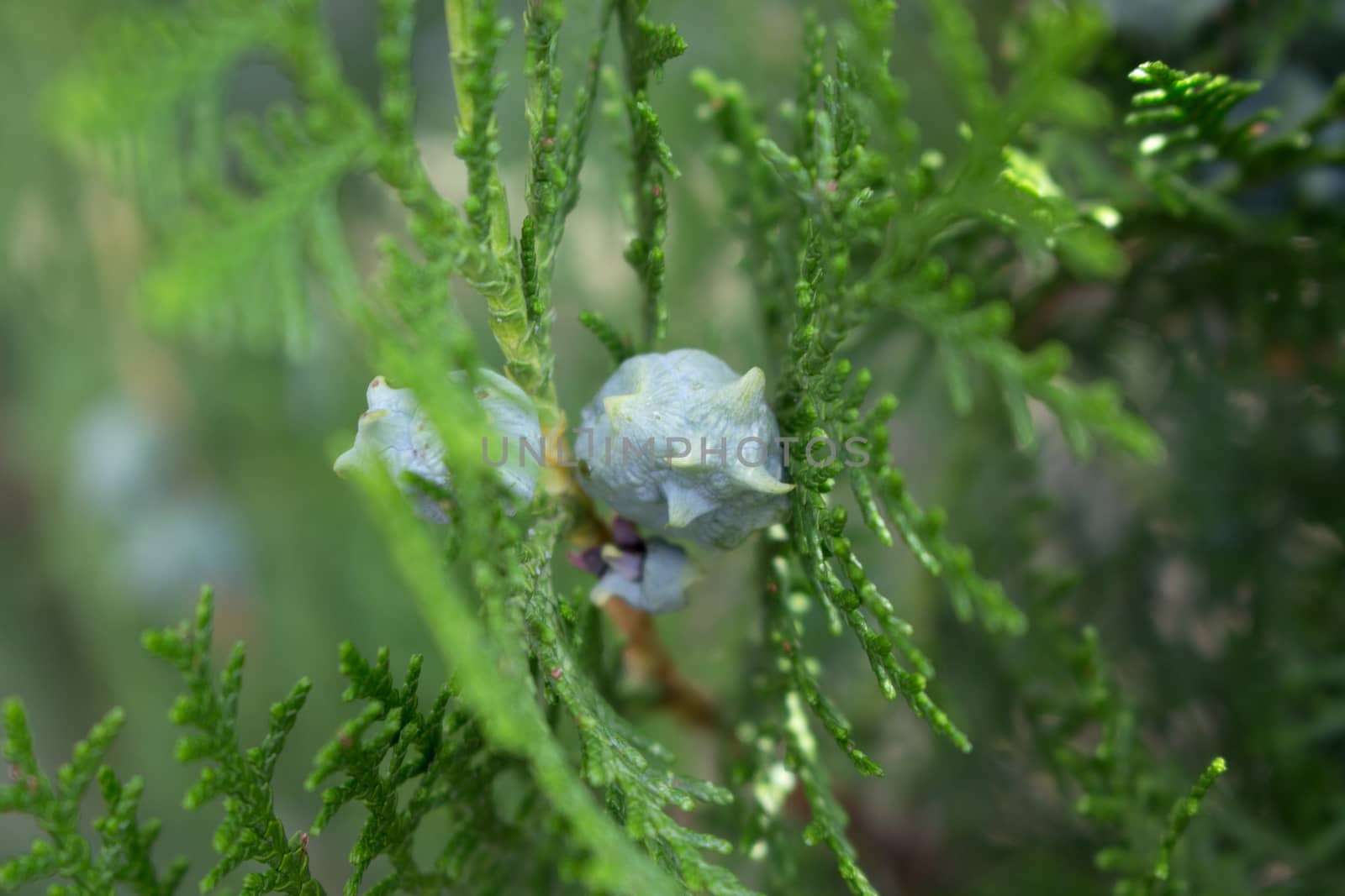 A thuja branch with bud