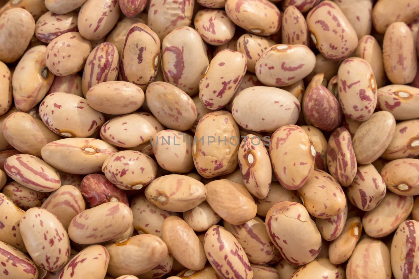 Pinto Beans
 by Jova