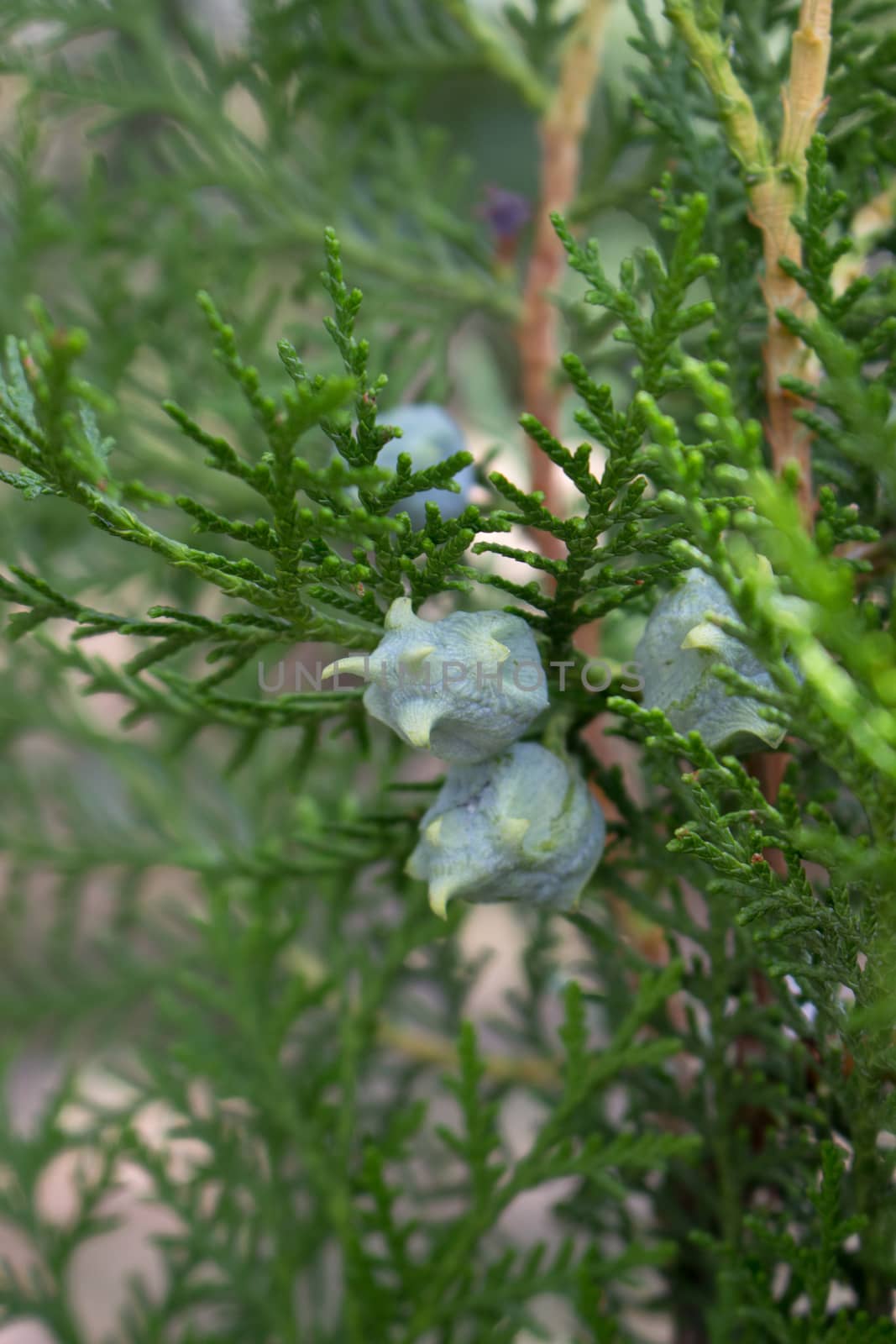 A thuja branch with buds