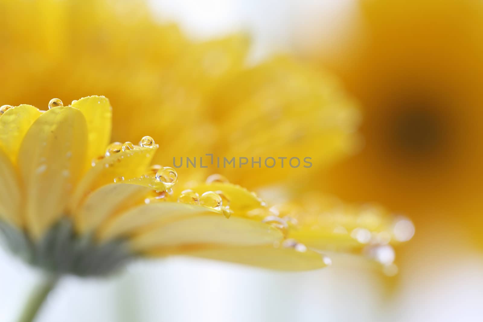 Gerbera flowers with raindrop