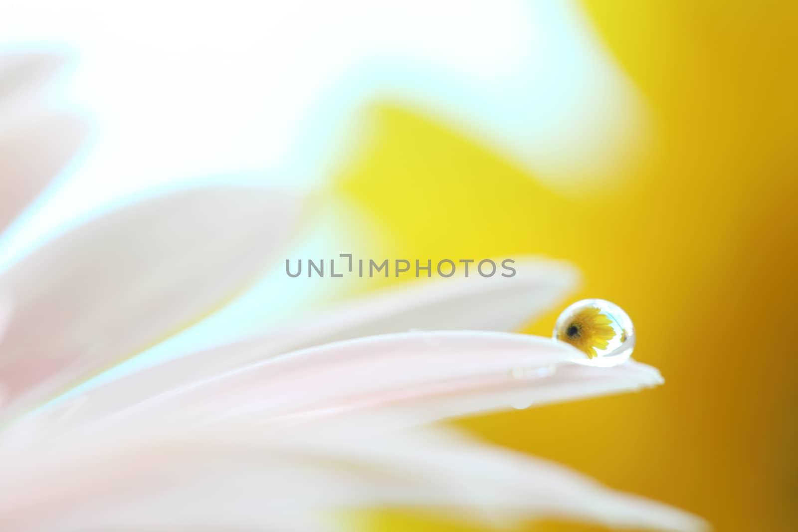 Gerbera flowers with raindrop