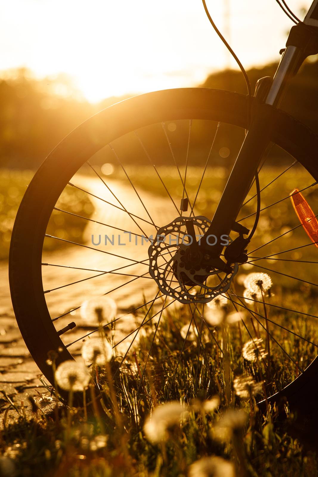 Bicycle wheel in the field at sunset. Close-up of a hydraulic brake disc by 9parusnikov