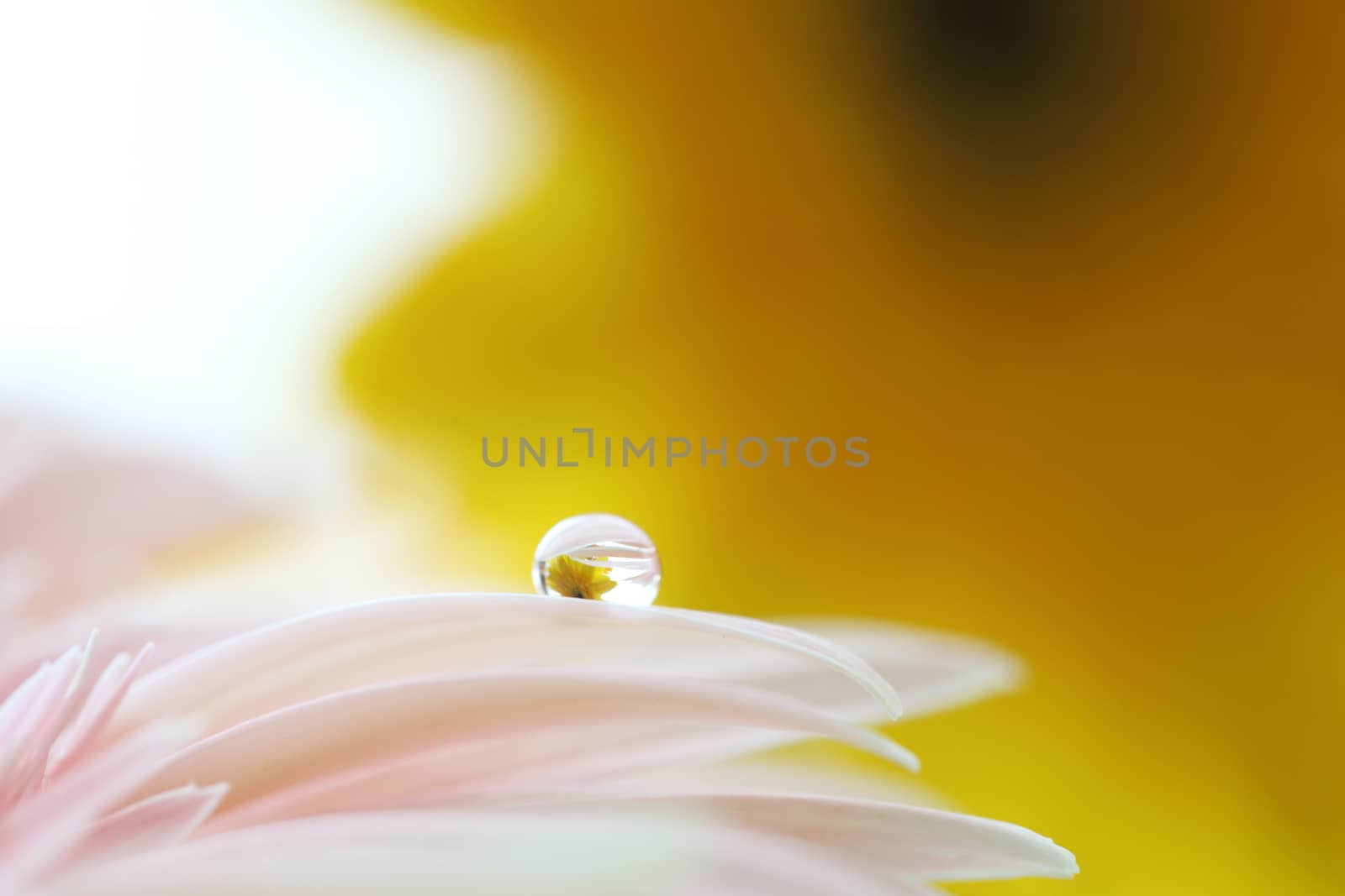 Gerbera flowers with raindrop