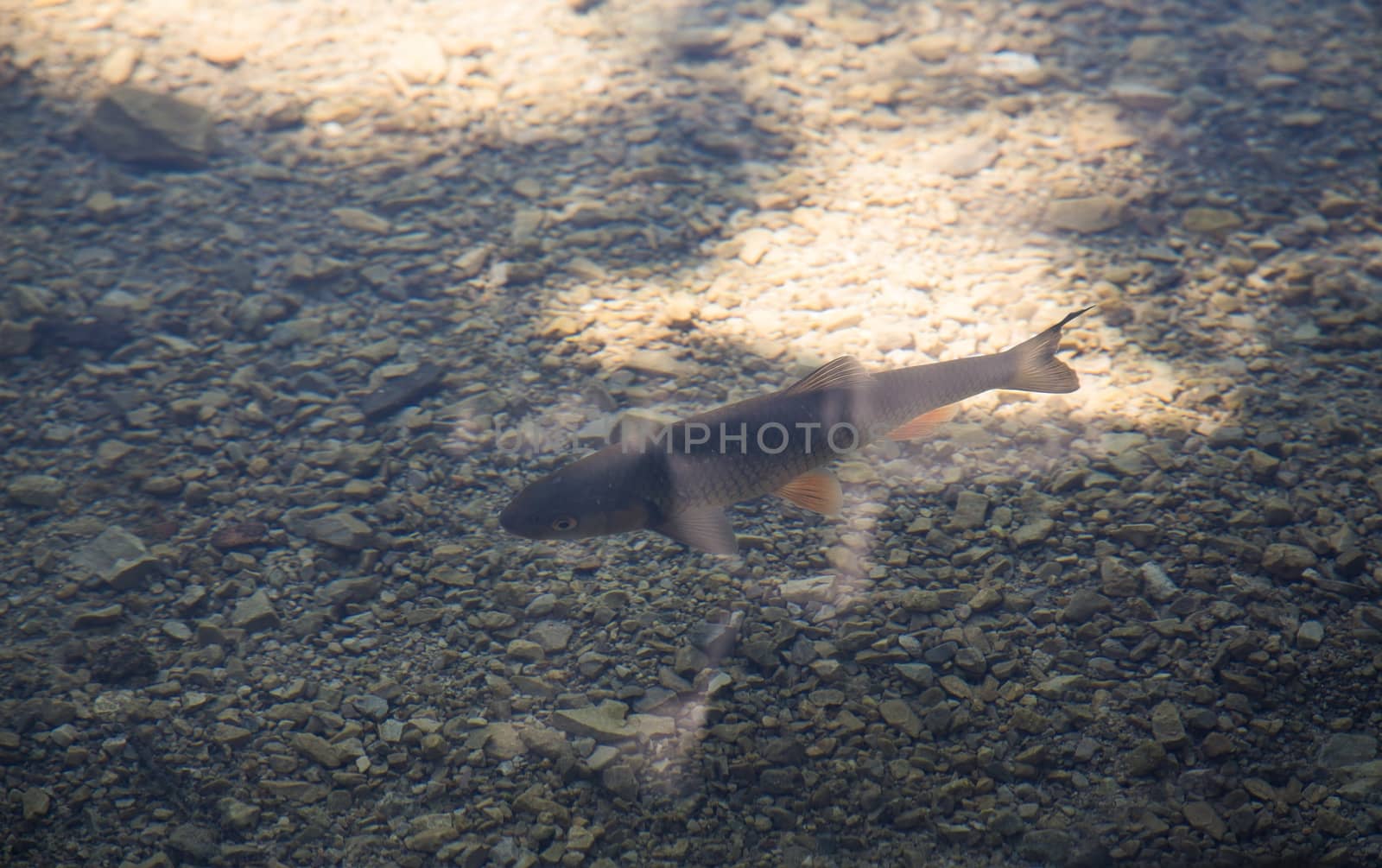 Small fish in lake, national park Plitvice, Croatia.