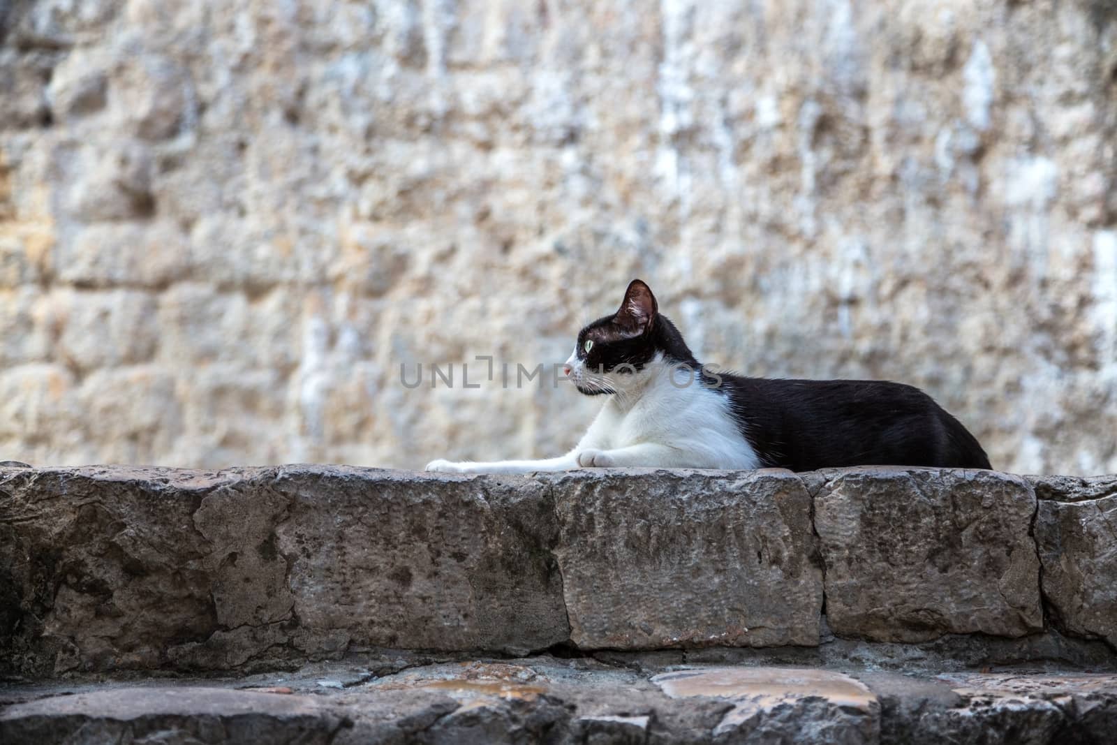 Cat lies in front of the stone wall.