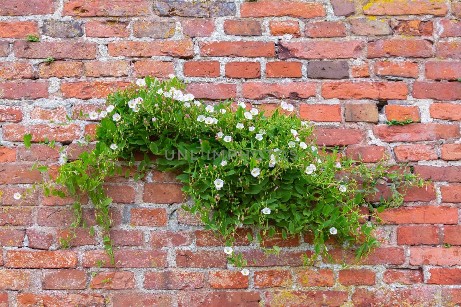 Scrub lone bindweed growing on a red brick wall. Bindweed trembling in the wind against a background of a brick wall.