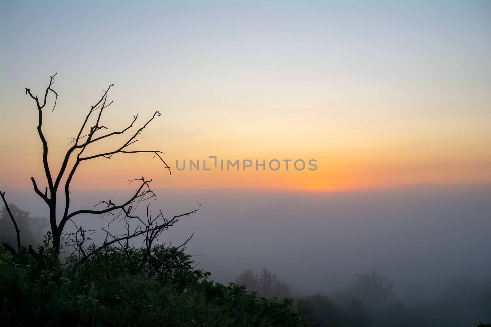 Driftwood against the background of a landscape with the sun rising from the fog.