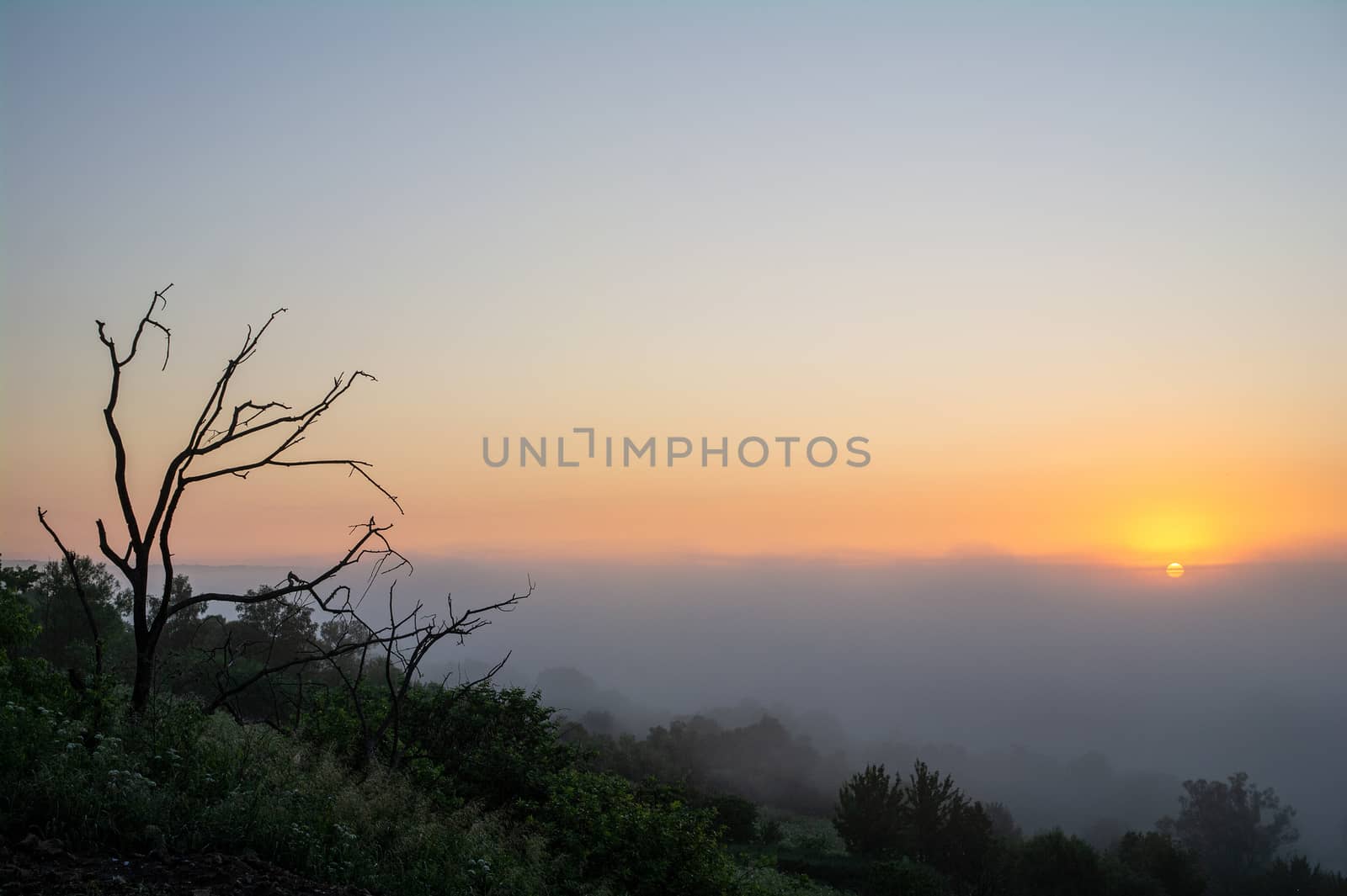 Driftwood against the background of a landscape with the sun rising