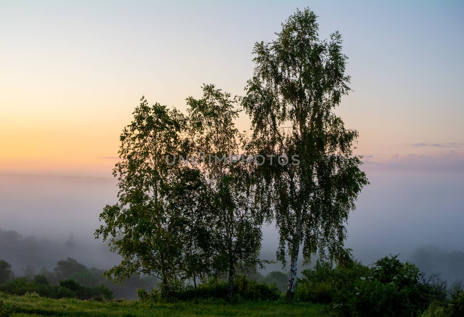 Three birch trees in the background of morning predawn fog
