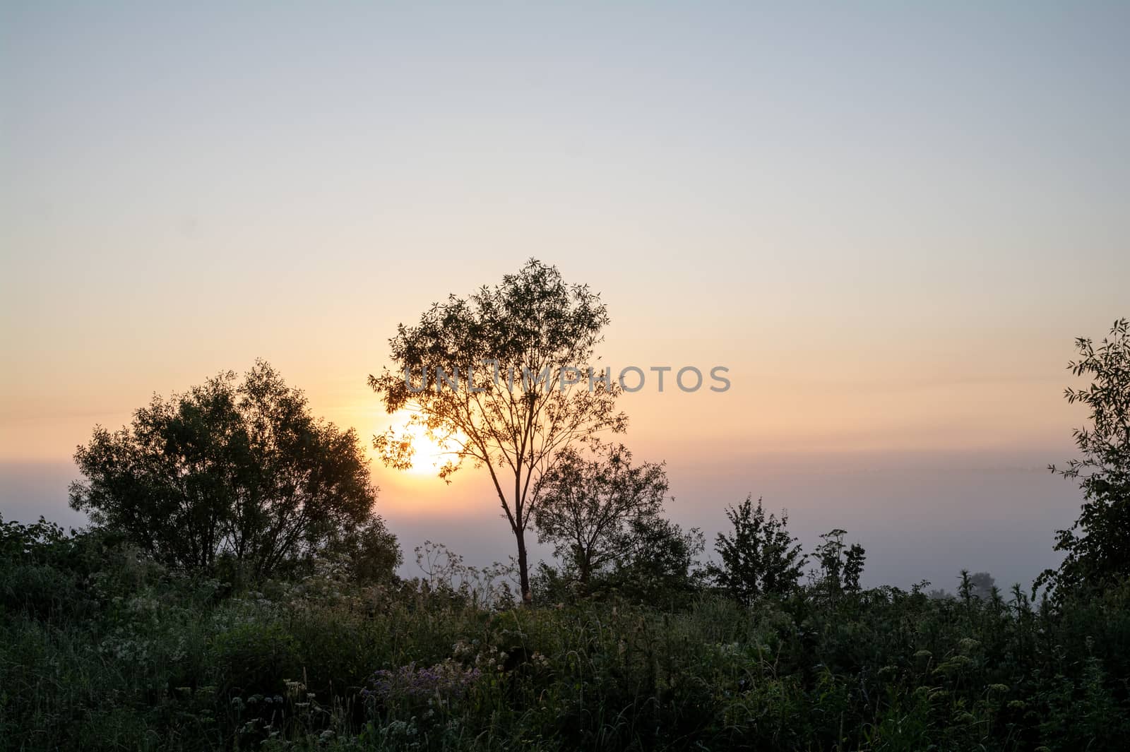 Trees Against the Background of the Rising Sun