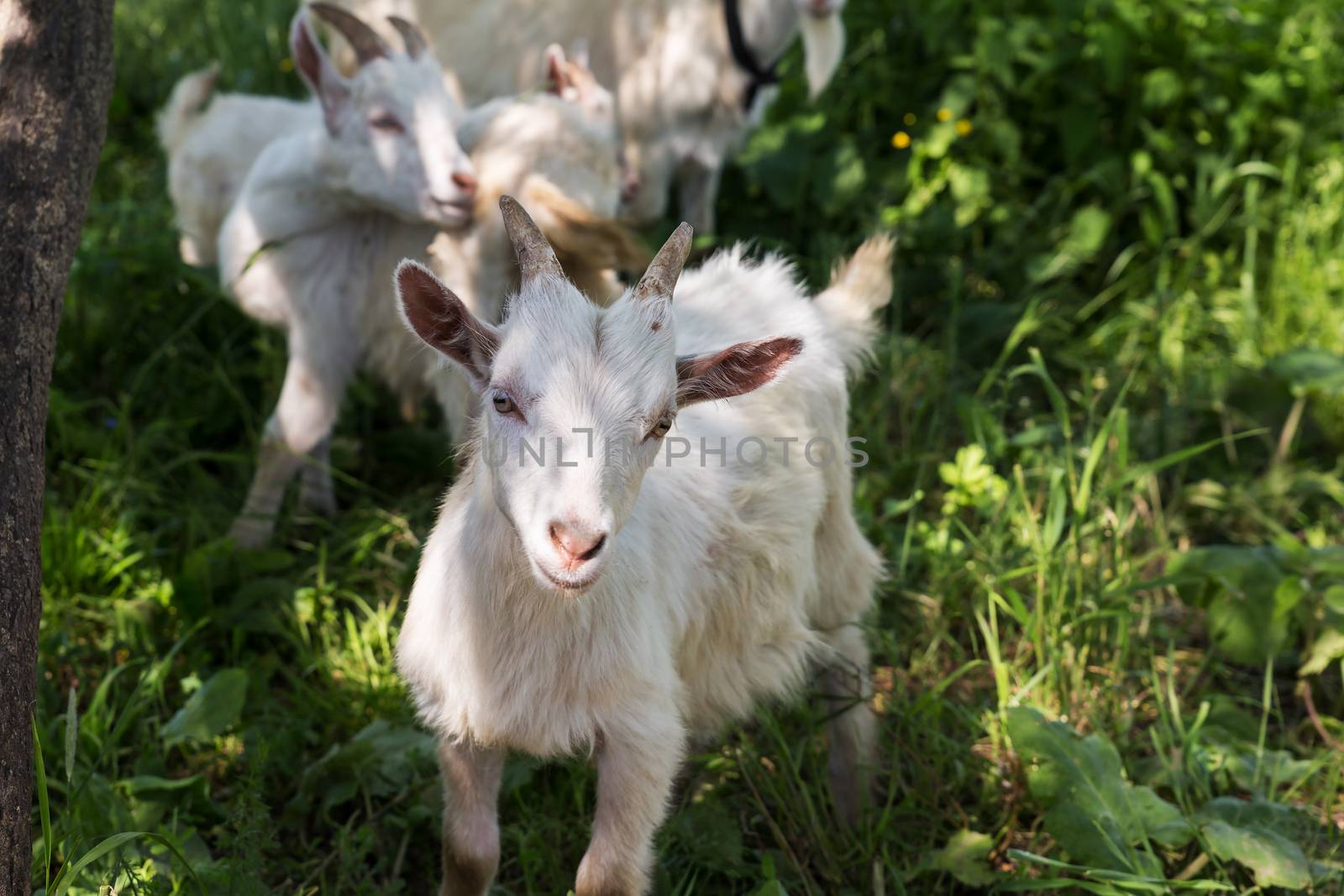 White little goat looks at the camera. by Mieszko9