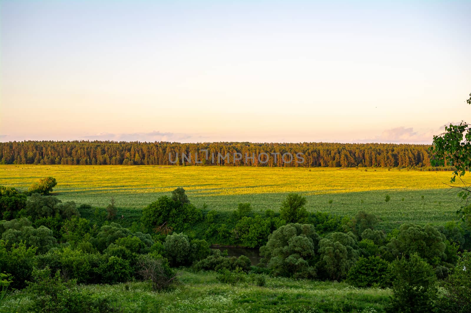 Fields and forest lit by the sun.