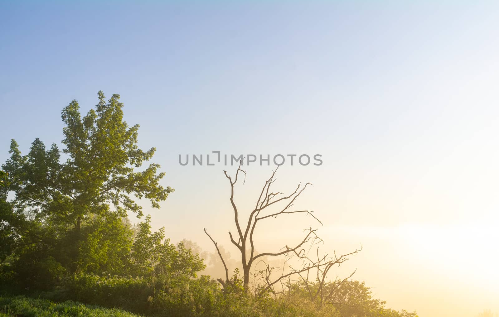 dead tree against the backdrop of a beautiful natural landscape, sunrise by gladder