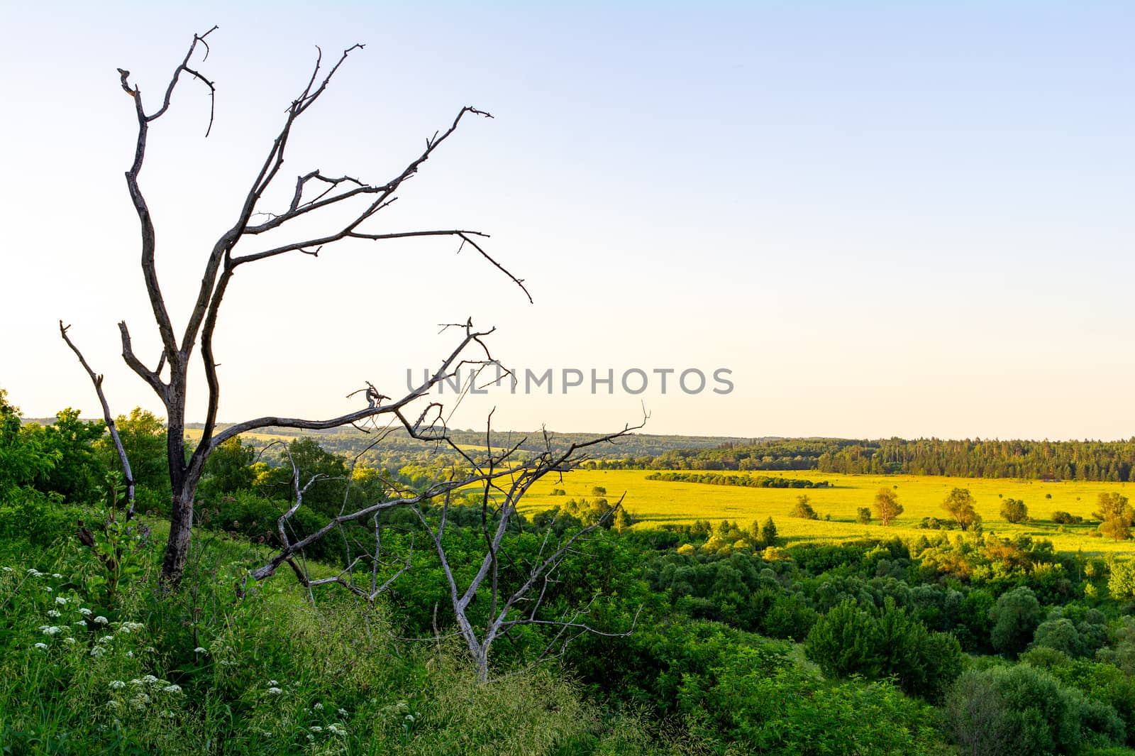 Driftwood against the backdrop of a beautiful natural landscape.