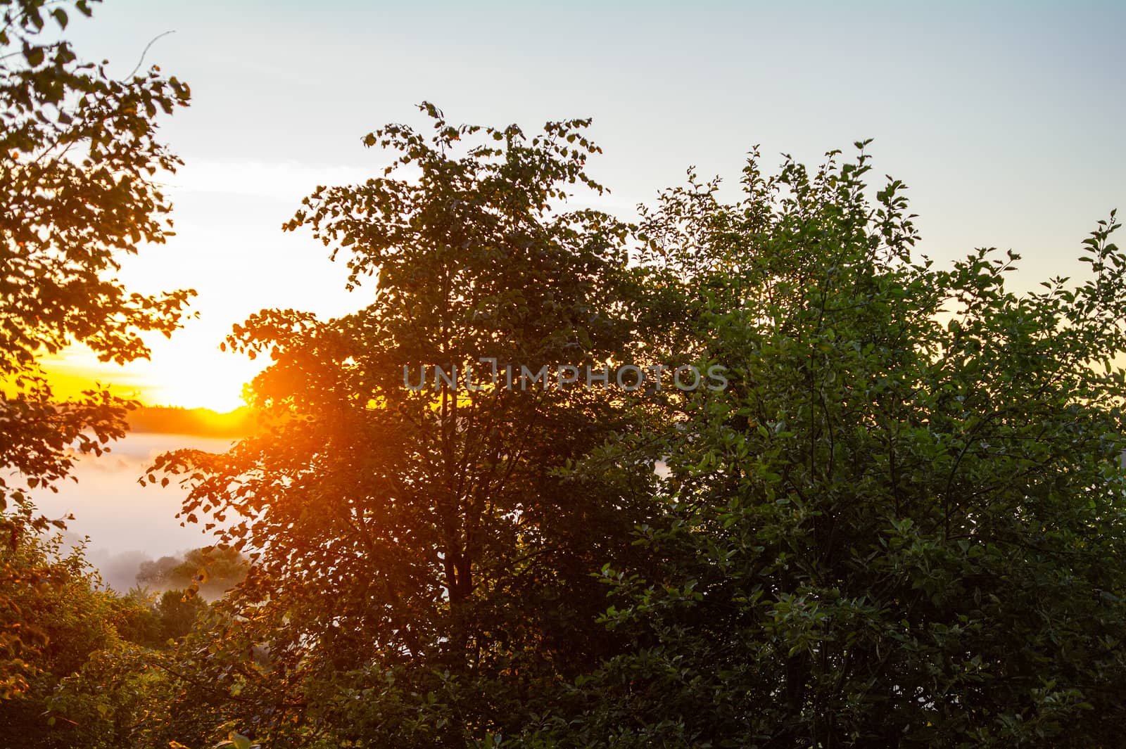 The rising sun shines through the trees.