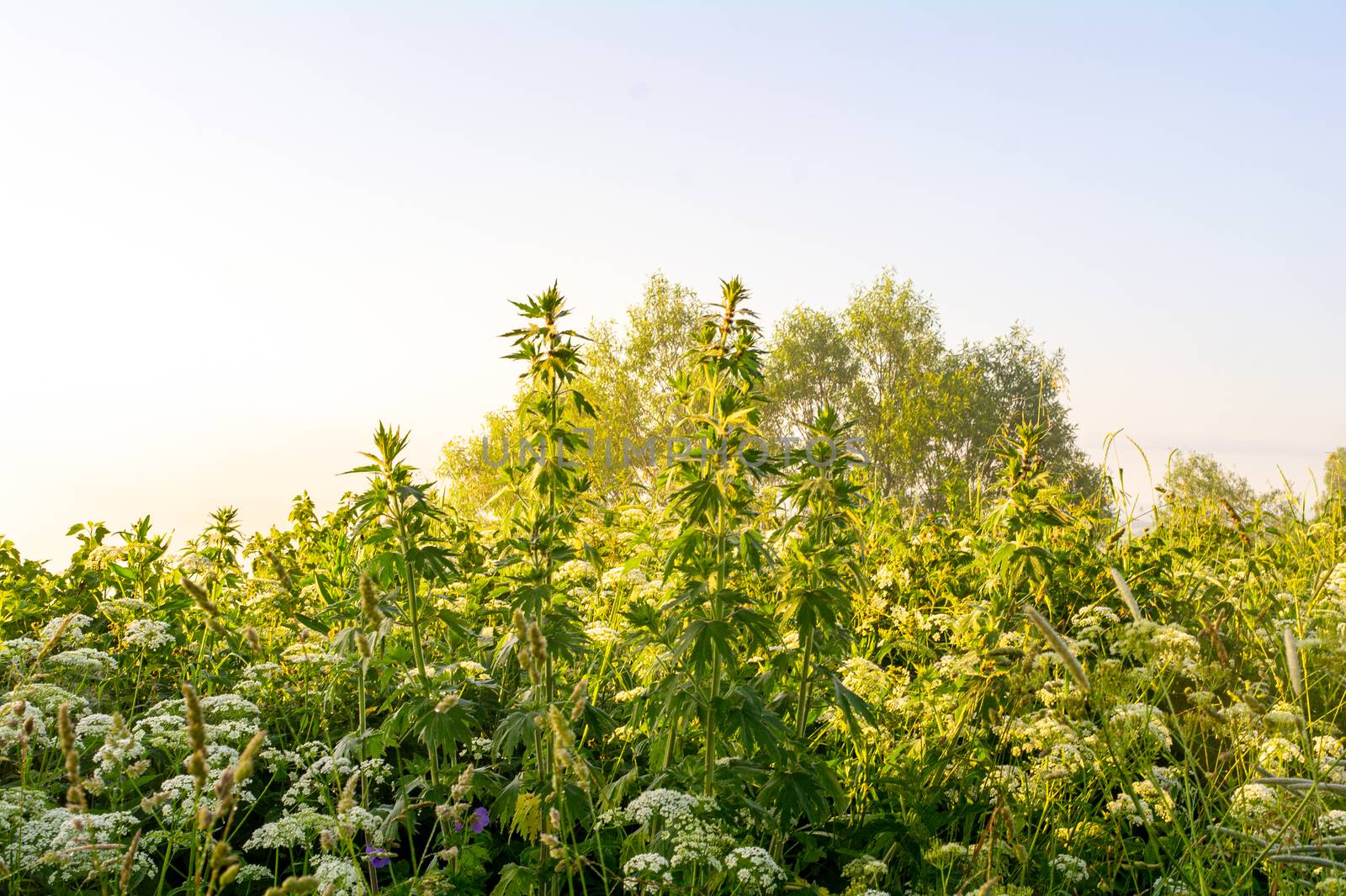 Thickets of grass under the morning sun forbs.