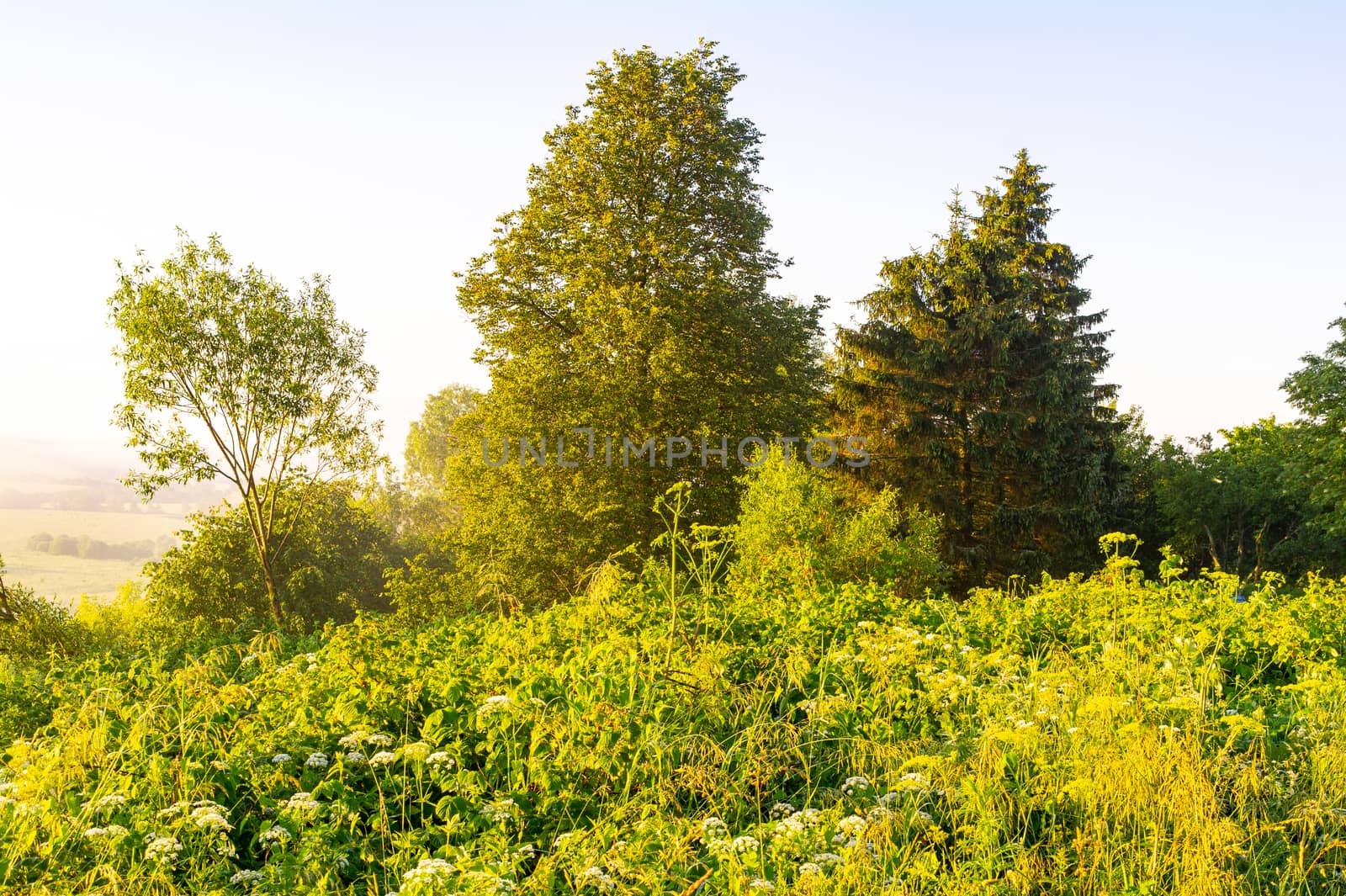 Natural landscape lit by the morning sun, motley grass by gladder